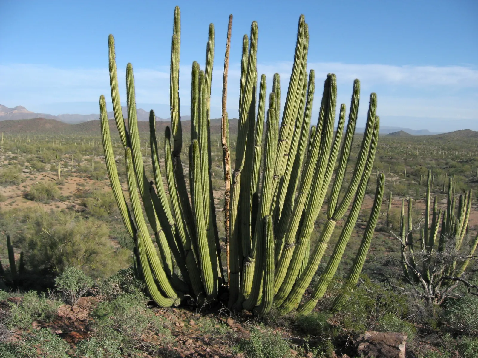 Organ Pipe Cactus (Stenocereus Thurberi) — This cactus is not just aesthetically pleasing; it is also quite hardy; measuring 2 to 3 inches in diameter