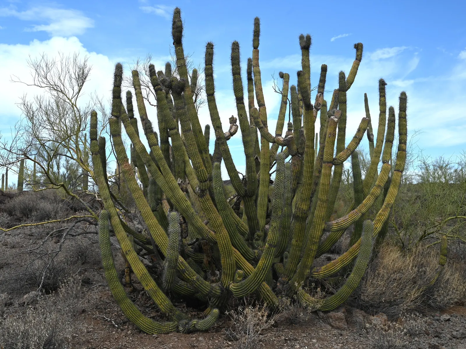 Organ Pipe Cactus (Stenocereus Thurberi) — measuring 2 to 3 inches in diameter; scientifically known as Stenocereus thurberi (formerly Lemaireocereus thurberi)