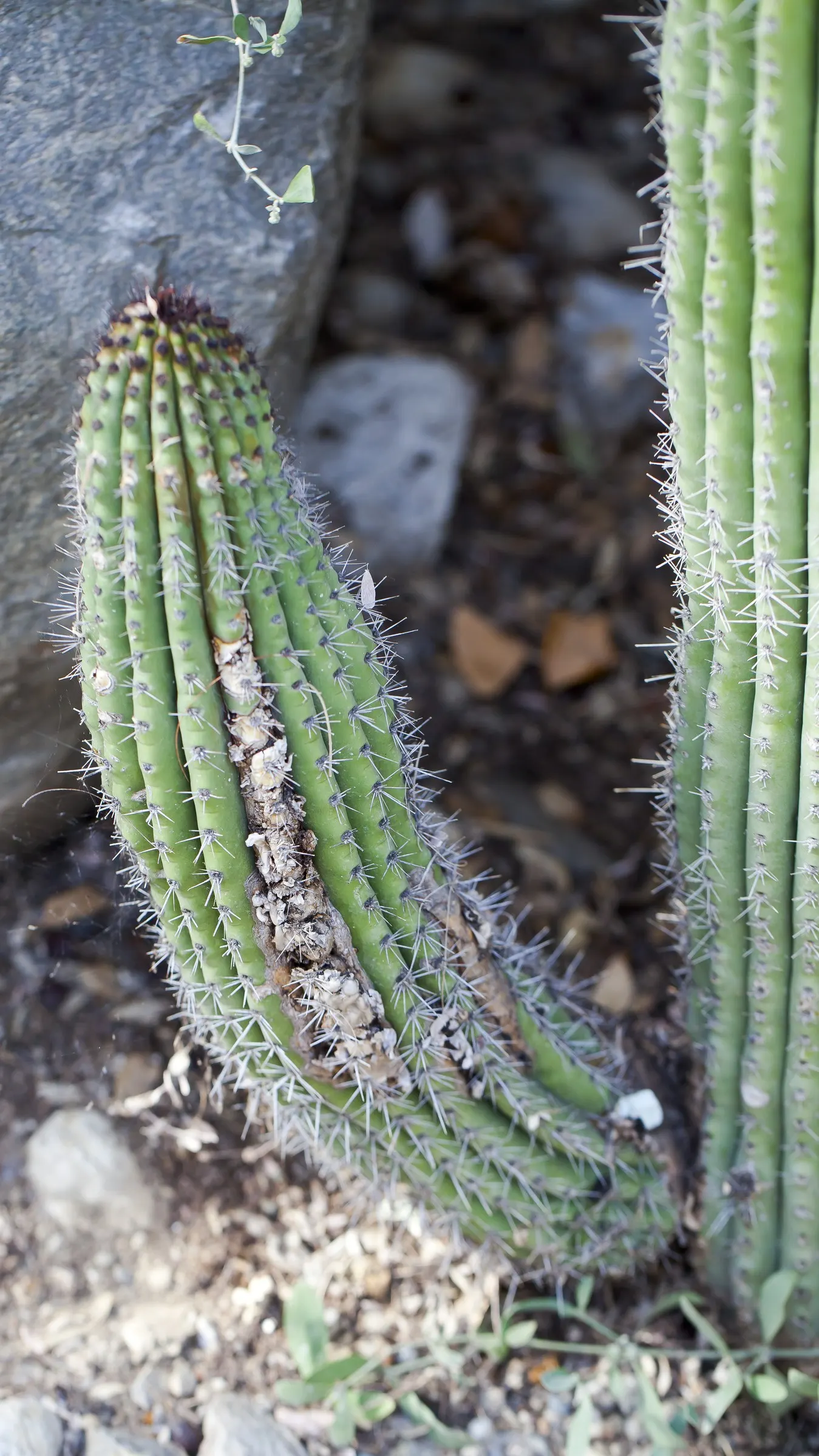 Organ Pipe Cactus (Stenocereus Thurberi) — This cactus is not just aesthetically pleasing; it is also quite hardy