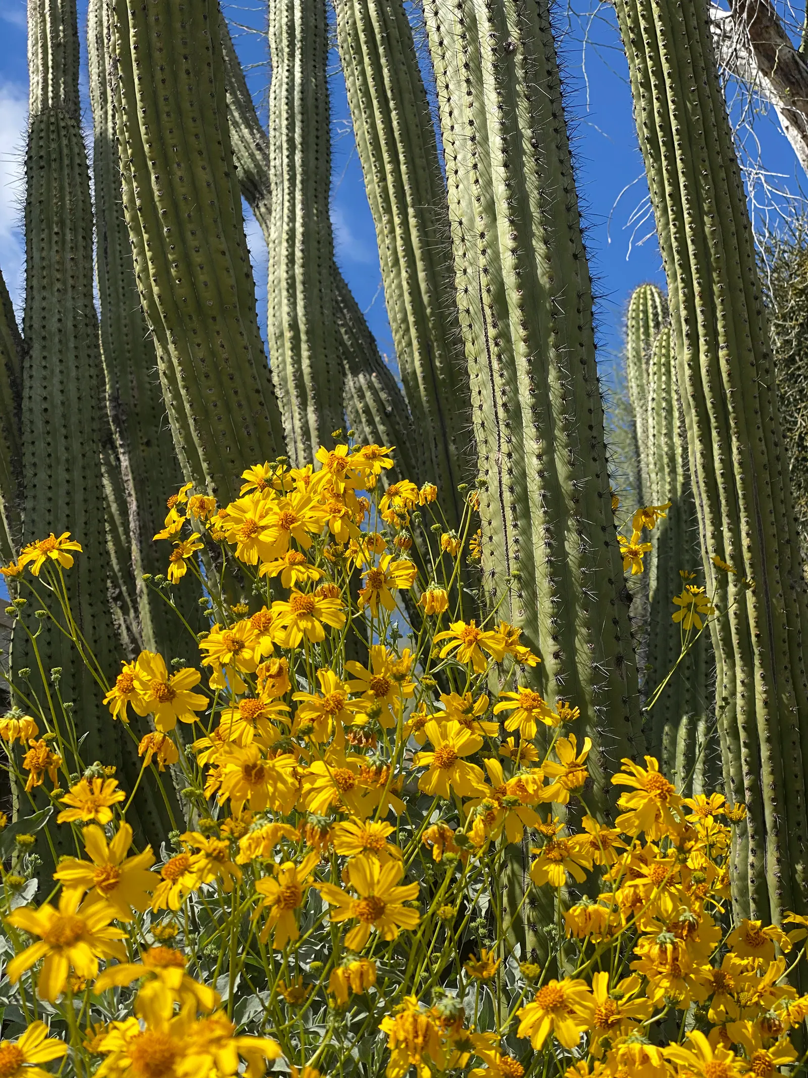 Organ Pipe Cactus (Stenocereus Thurberi) — and yields edible red fruit; multi-colored and pink and white flowers in the garden, image 58