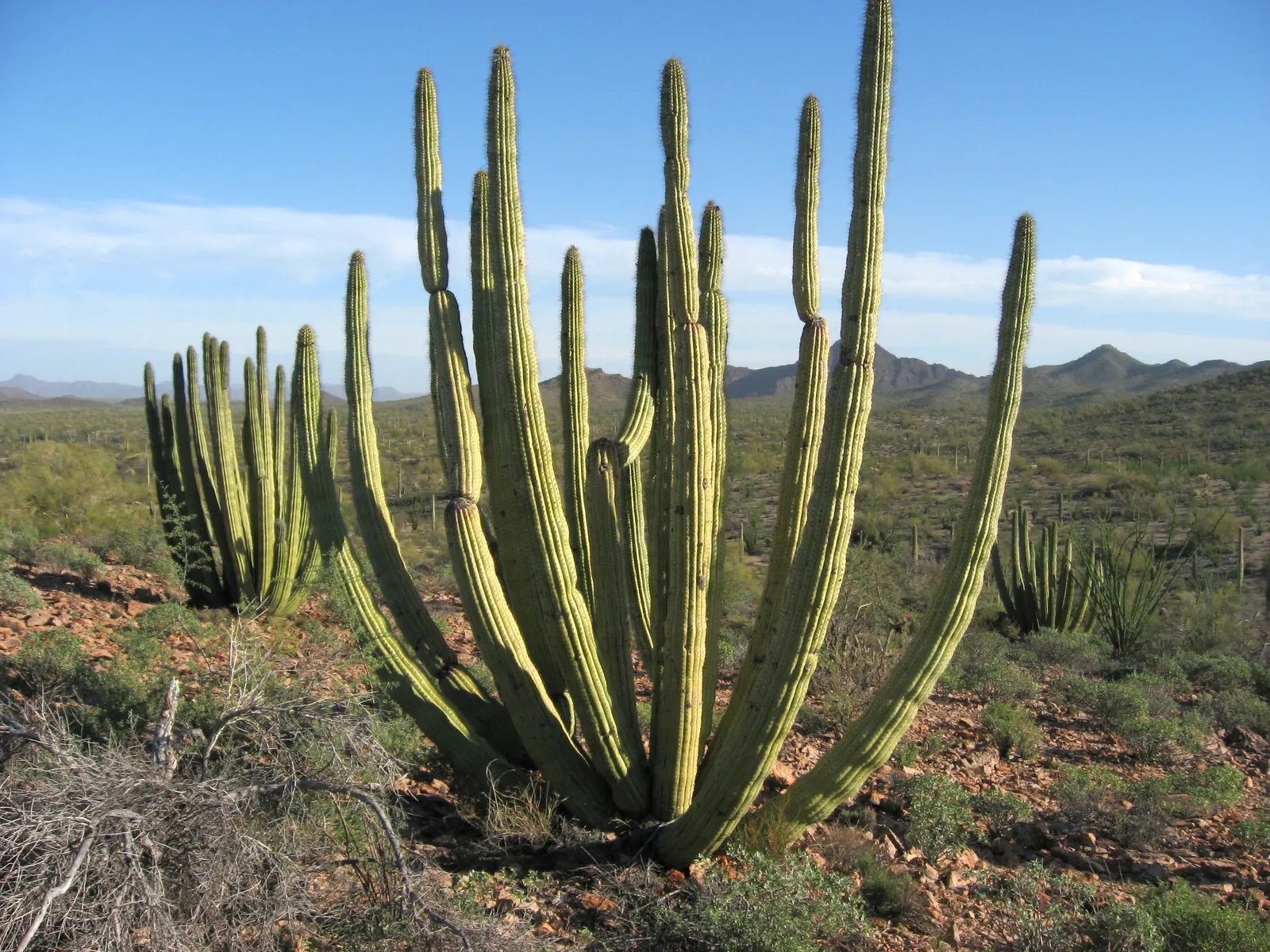 Organ Pipe Cactus (Stenocereus Thurberi) — scientifically known as Stenocereus thurberi (formerly Lemaireocereus thurberi); plant in well-drained soil, with