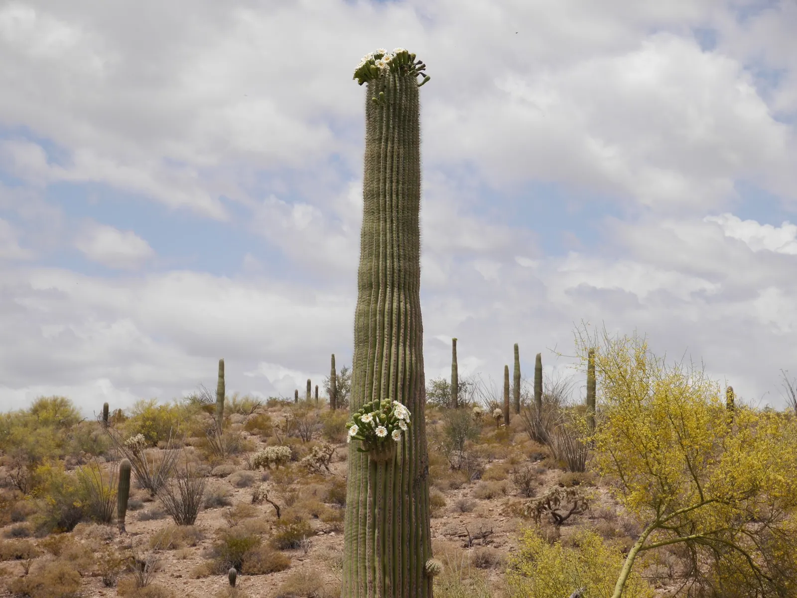 Organ Pipe Cactus (Stenocereus Thurberi) — creamy blossoms that open at night and close by the next midday