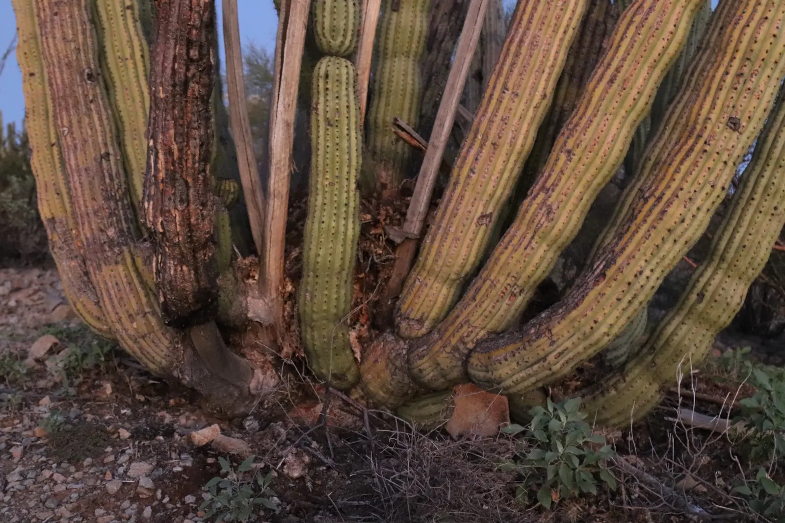 Organ Pipe Cactus (Stenocereus Thurberi) — This cactus is aptly named for its multi-limbed growth habit, resembling the pipes of a grand organ