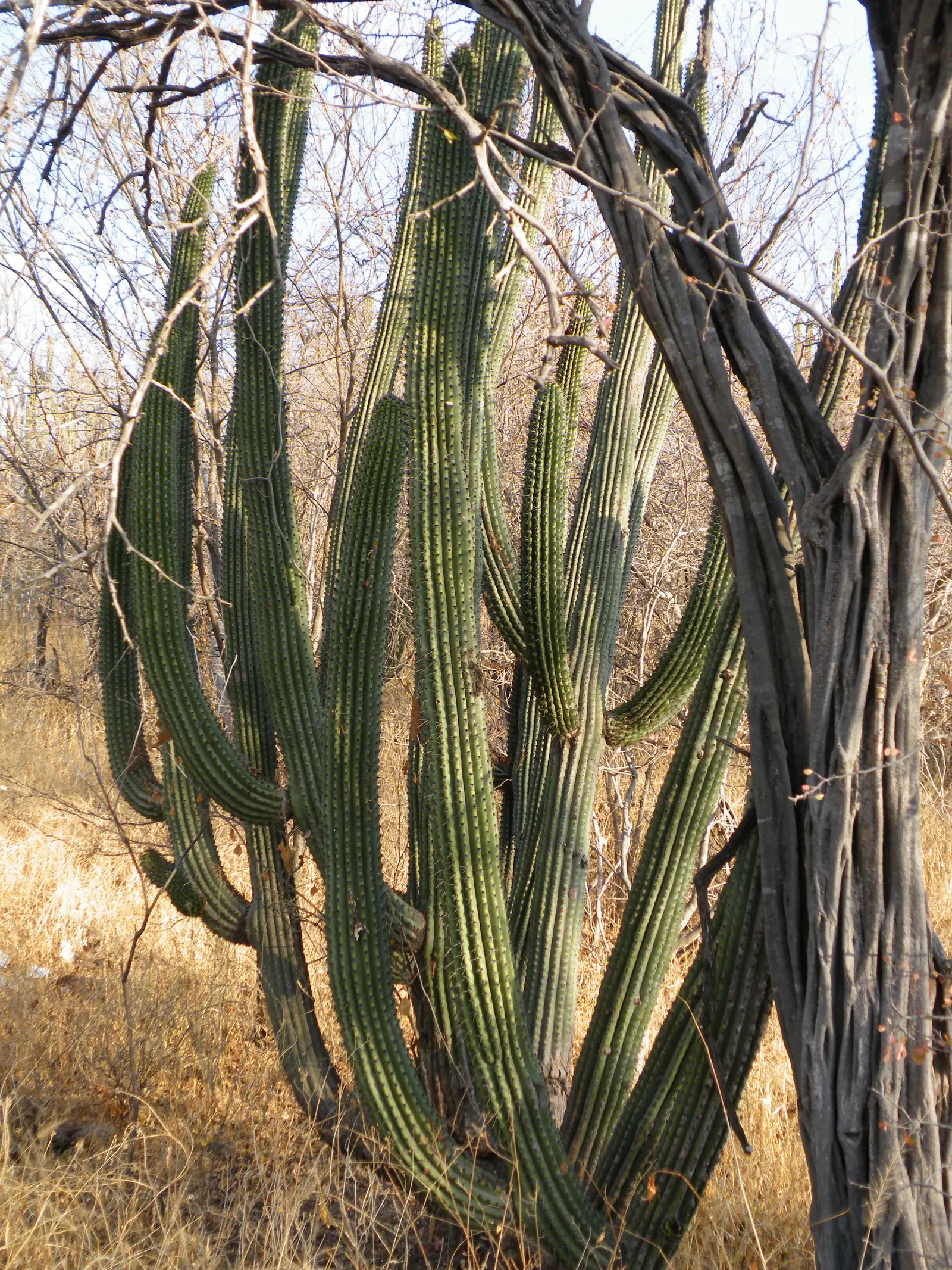 Organ Pipe Cactus (Stenocereus Thurberi) — requiring minimal maintenance and thriving in USDA zones 10 to 11