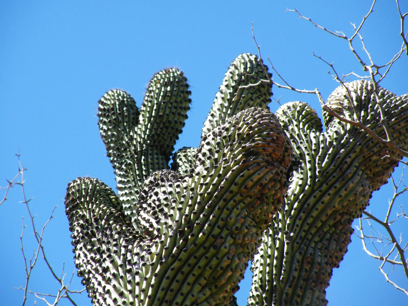Organ Pipe Cactus (Stenocereus Thurberi) — cactus for full; properly integrated, it can serve as both a focal point and a conversation starter in your client's