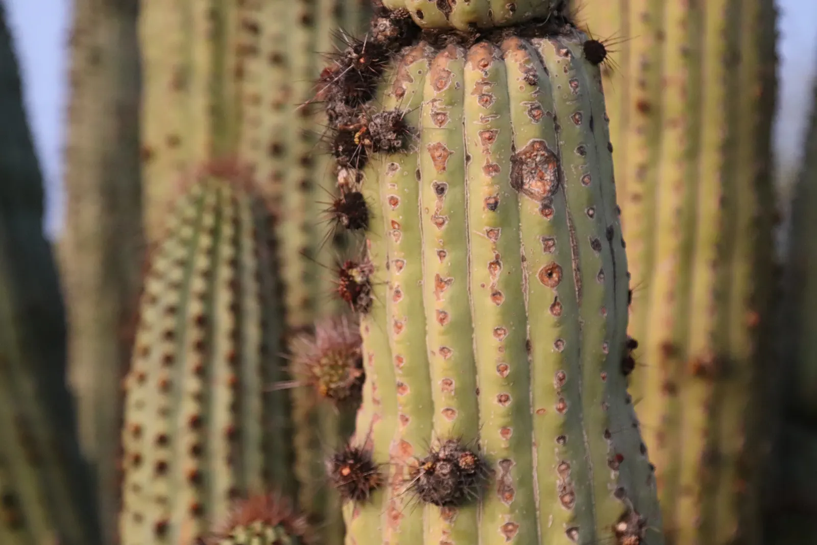 Organ Pipe Cactus (Stenocereus Thurberi) — This multi-stemmed cactus reaches 15-26 feet tall; this cactus is aptly named for its multi-limbed, image 56