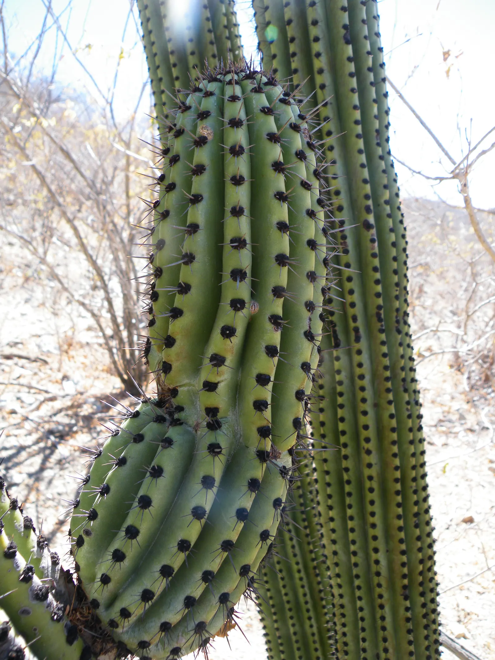 Organ Pipe Cactus (Stenocereus Thurberi) — The Organ Pipe Cactus (Stenocereus thurberi) is a towering desert native; and yields edible red fruit, image 55