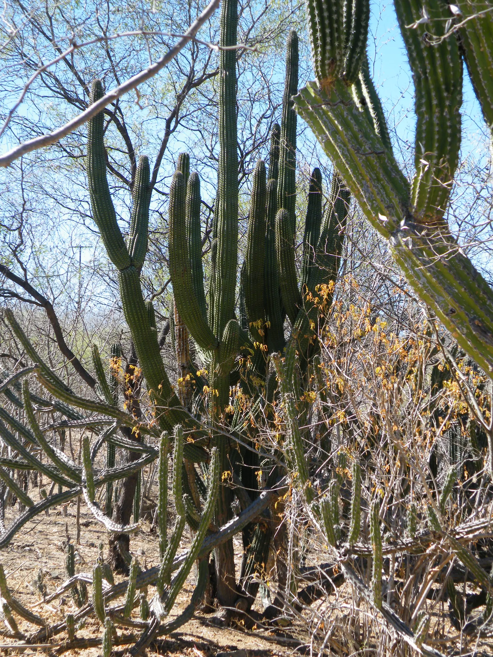 Organ Pipe Cactus (Stenocereus Thurberi) — and yields edible red fruit; multi-colored and pink and white flowers in the garden
