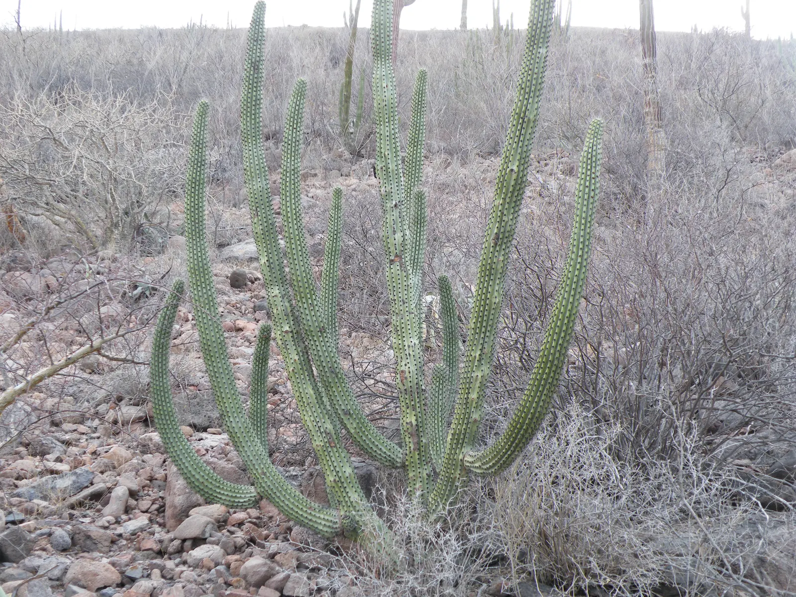 Organ Pipe Cactus (Stenocereus Thurberi) — with a spread of 10 to 12 feet at maturity.<br><br>Favored for its architectural silhouette