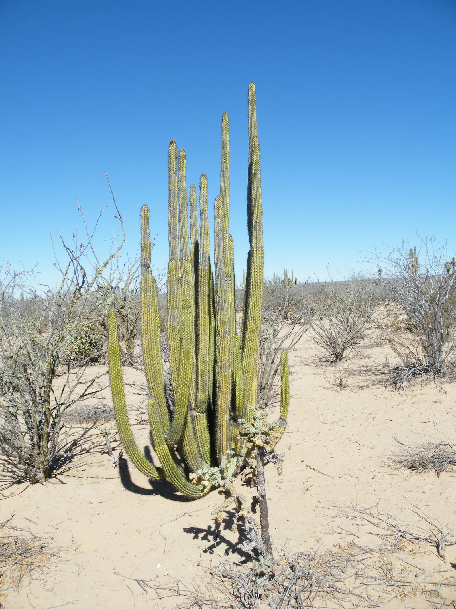 Organ Pipe Cactus (Stenocereus Thurberi) — Hardy to 25&deg;F, it's ideal for xeriscapes, adding vertical drama and nocturnal interest; you can, image 61