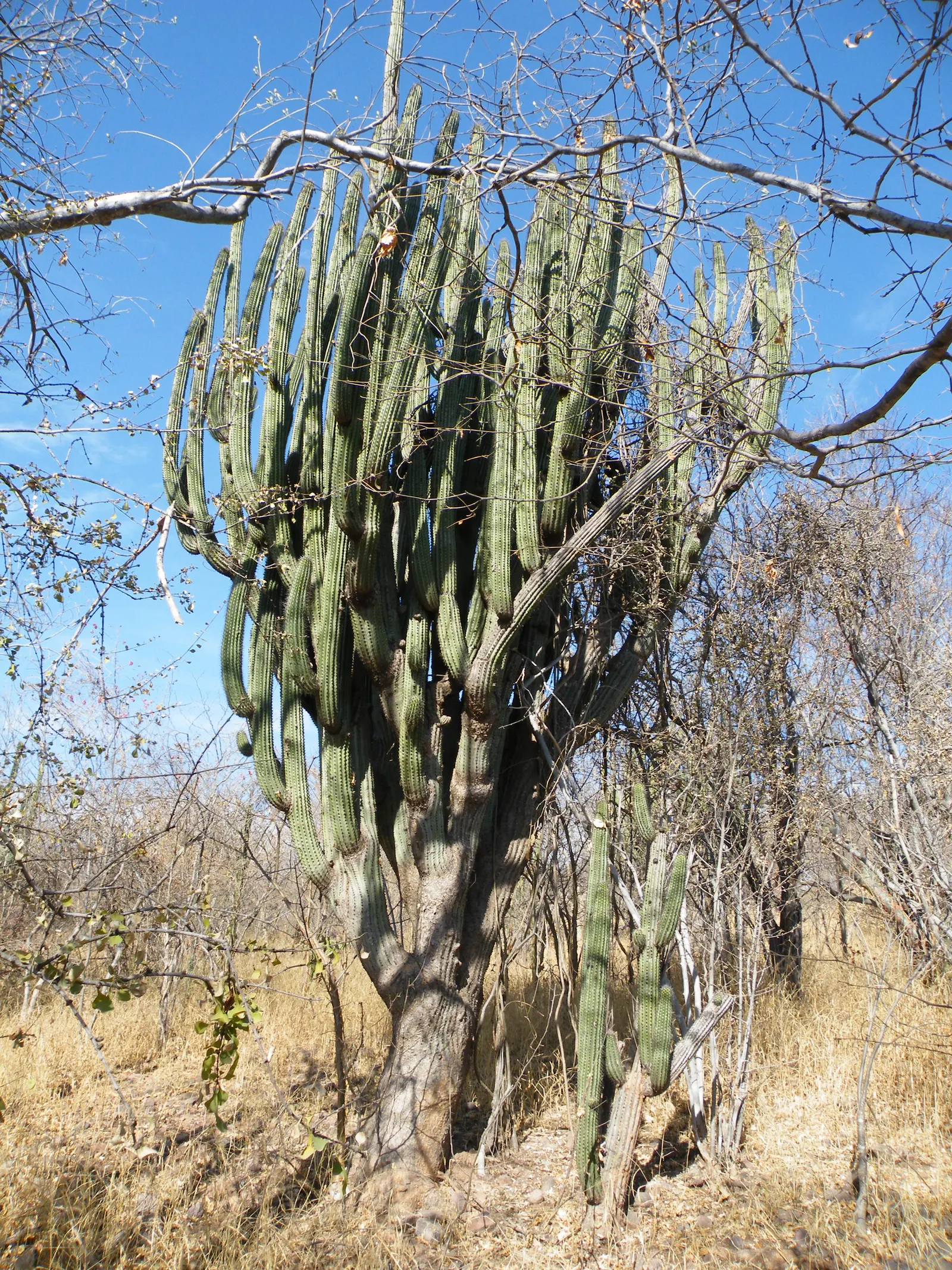 Organ Pipe Cactus (Stenocereus Thurberi) — scientifically known as Stenocereus thurberi (formerly Lemaireocereus thurberi)