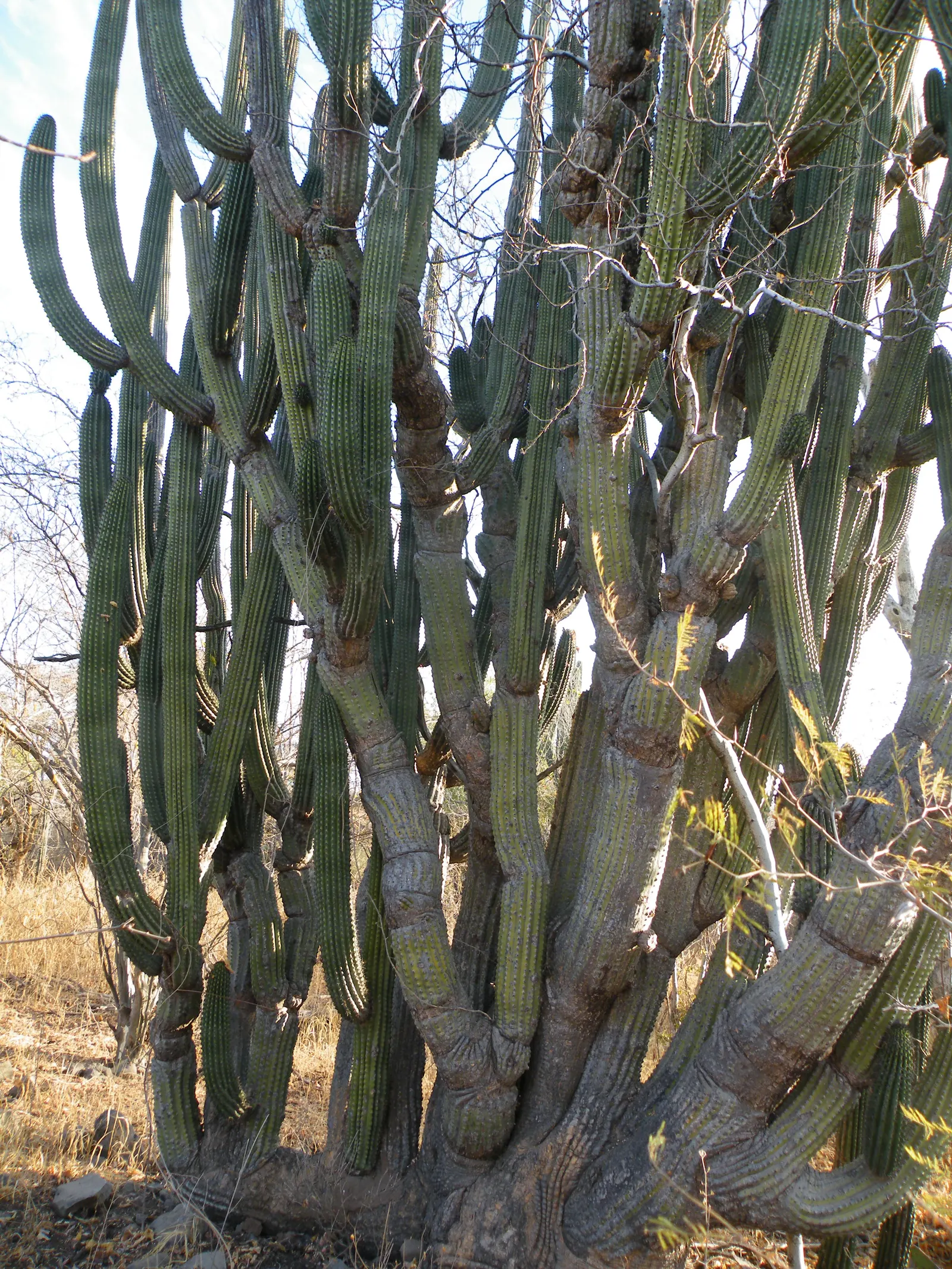 Organ Pipe Cactus (Stenocereus Thurberi) — Hardy to 25&deg;F, it's ideal for xeriscapes, adding vertical drama and nocturnal interest