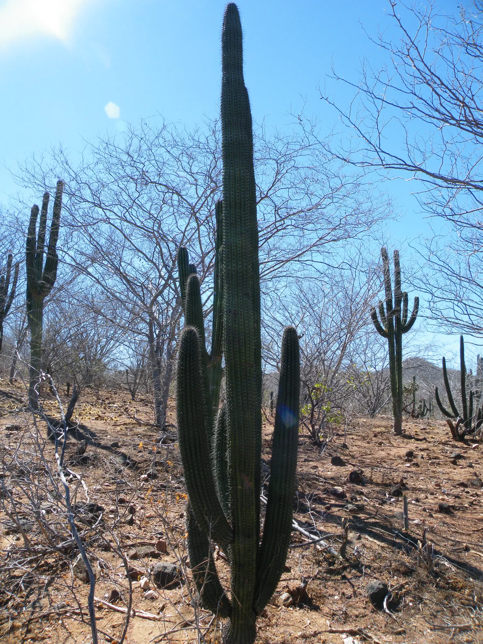 Organ Pipe Cactus (Stenocereus Thurberi) — scientifically known as Stenocereus thurberi (formerly Lemaireocereus thurberi); plant in well-drained, image 63