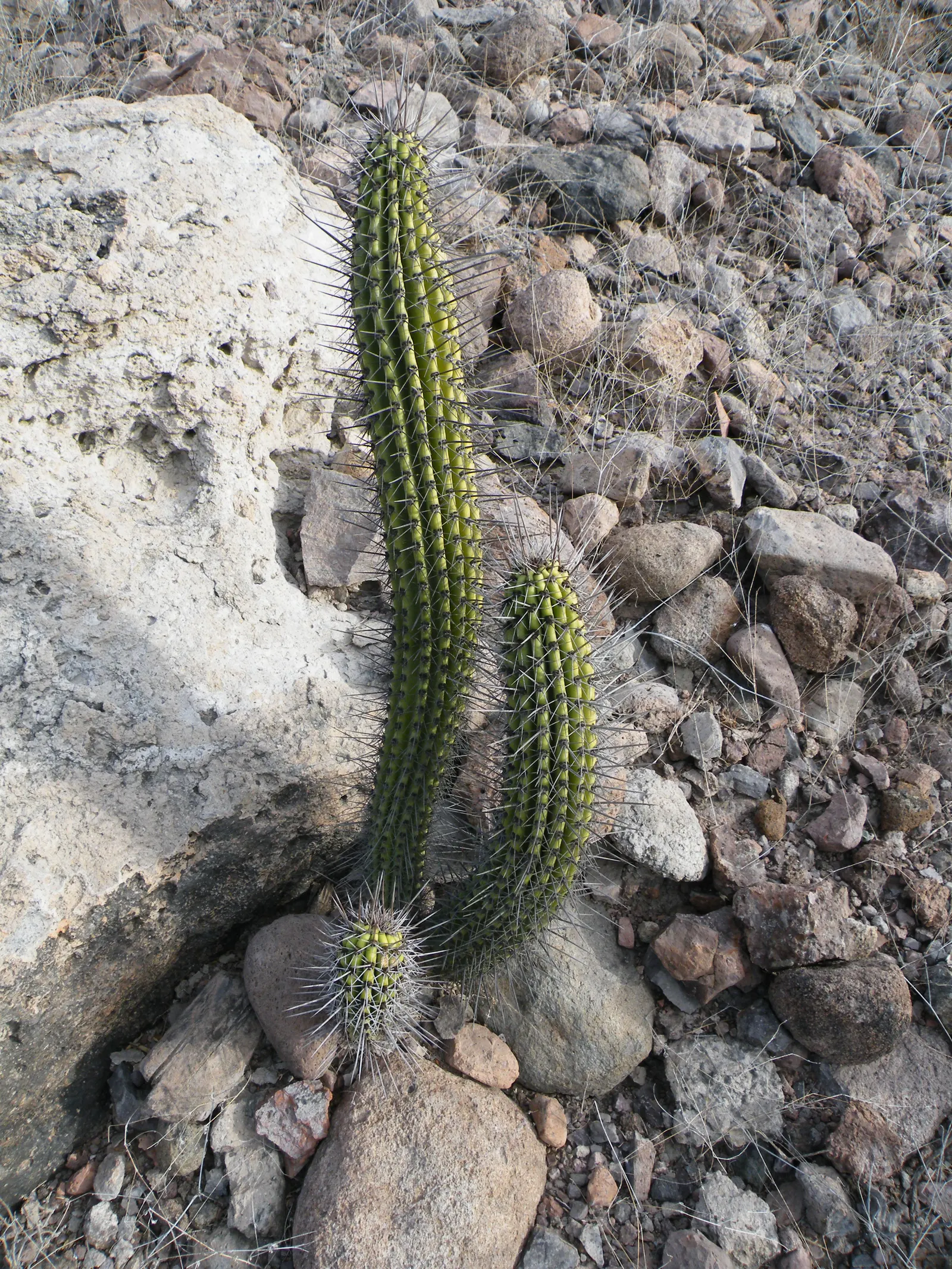 Organ Pipe Cactus (Stenocereus Thurberi) — you can expect a show of white