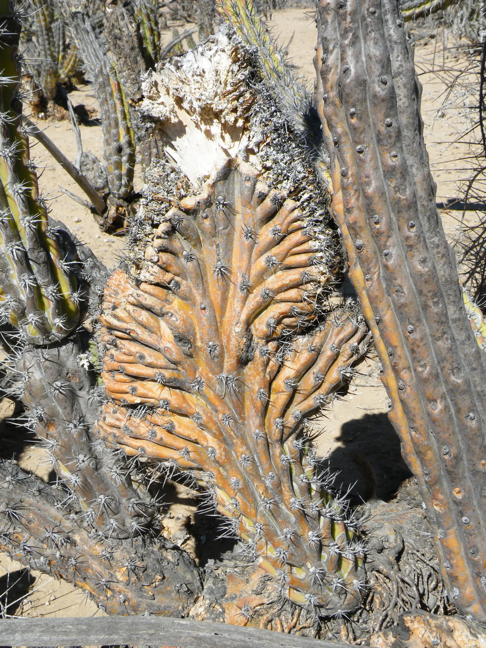 Organ Pipe Cactus (Stenocereus Thurberi) — you can expect a show of white; these nocturnal flowers are followed by edible red fruit
