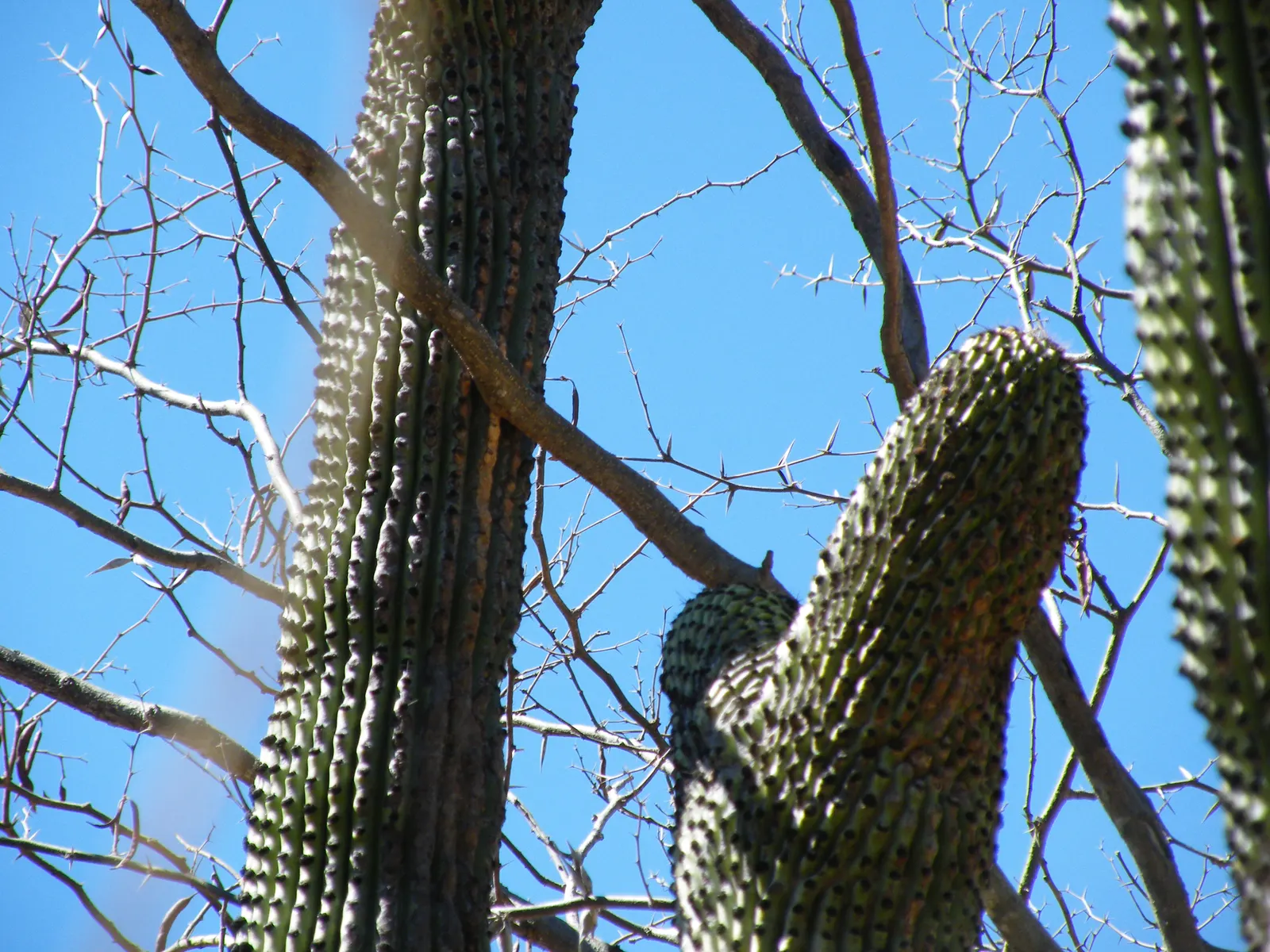 Organ Pipe Cactus (Stenocereus Thurberi) — This multi-stemmed cactus reaches 15-26 feet tall; this cactus is aptly named for its multi-limbed growth habit