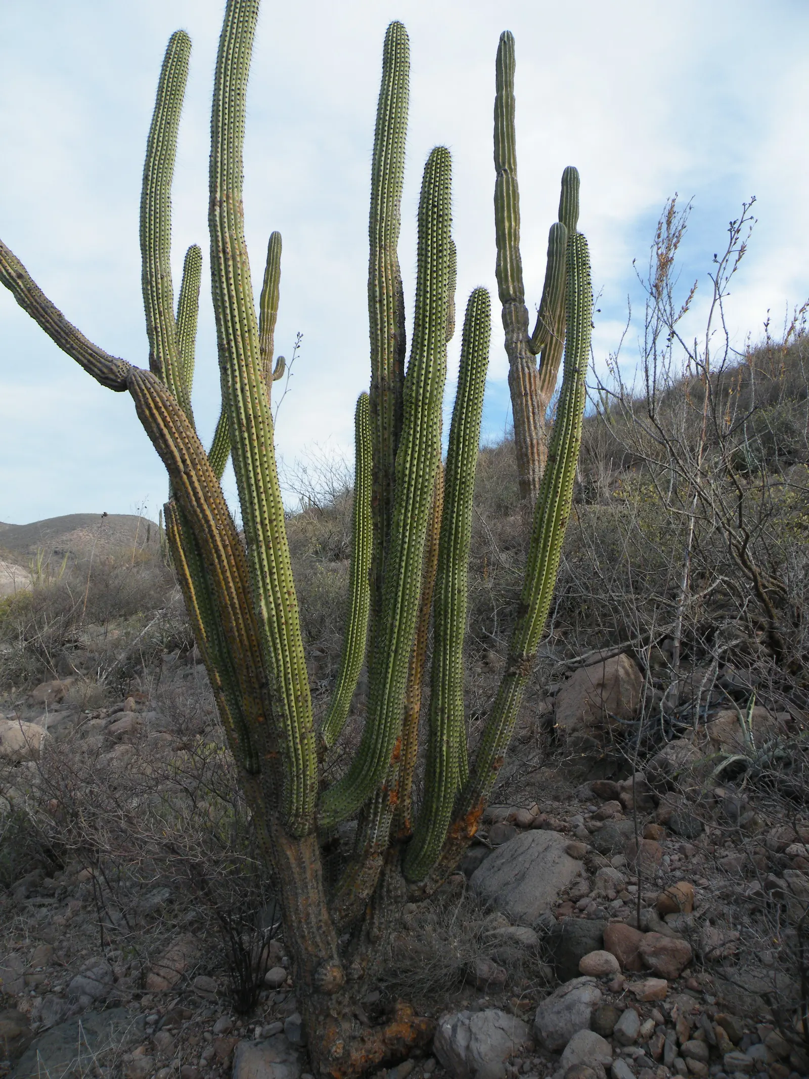 Organ Pipe Cactus (Stenocereus Thurberi) — creamy blossoms that open at night and close by the next midday; this multi-stemmed cactus reaches 15-26 feet tall