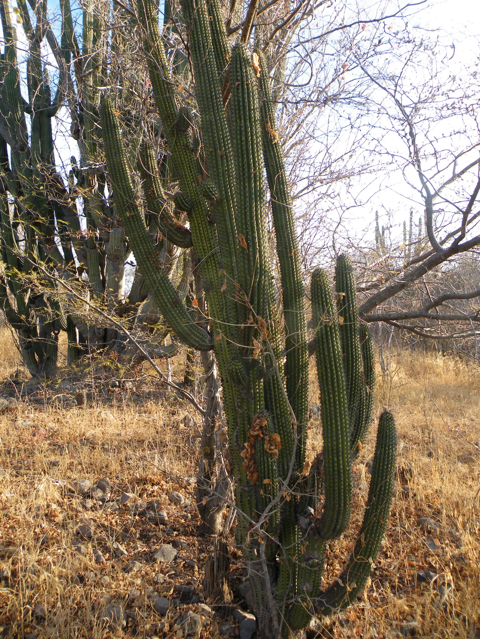 Organ Pipe Cactus (Stenocereus Thurberi) — The Organ Pipe Cactus (Stenocereus thurberi) is a towering desert native; and yields edible red fruit
