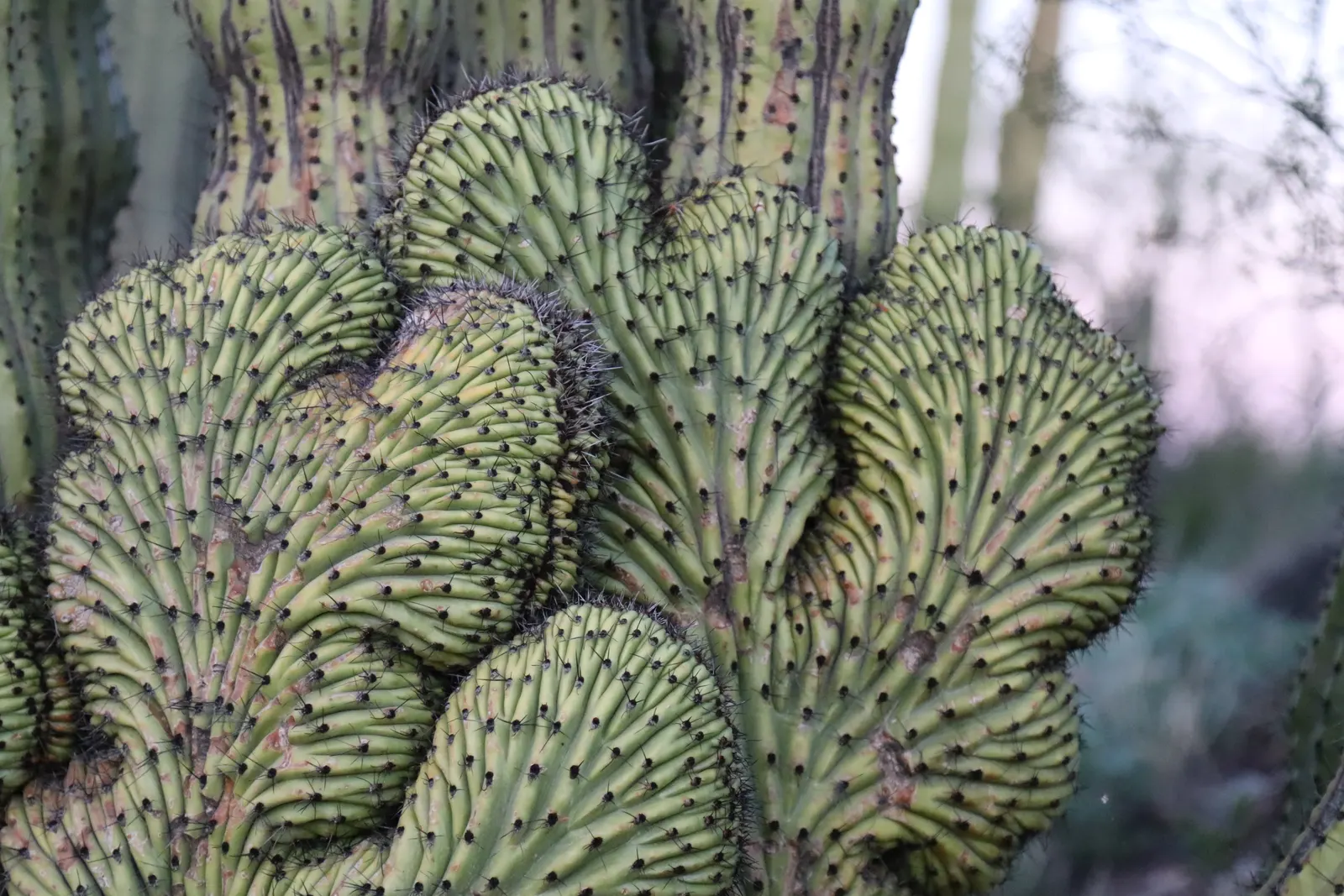Organ Pipe Cactus (Stenocereus Thurberi) — making it an excellent choice for xeriscaping.<br><br>In late spring to early summer