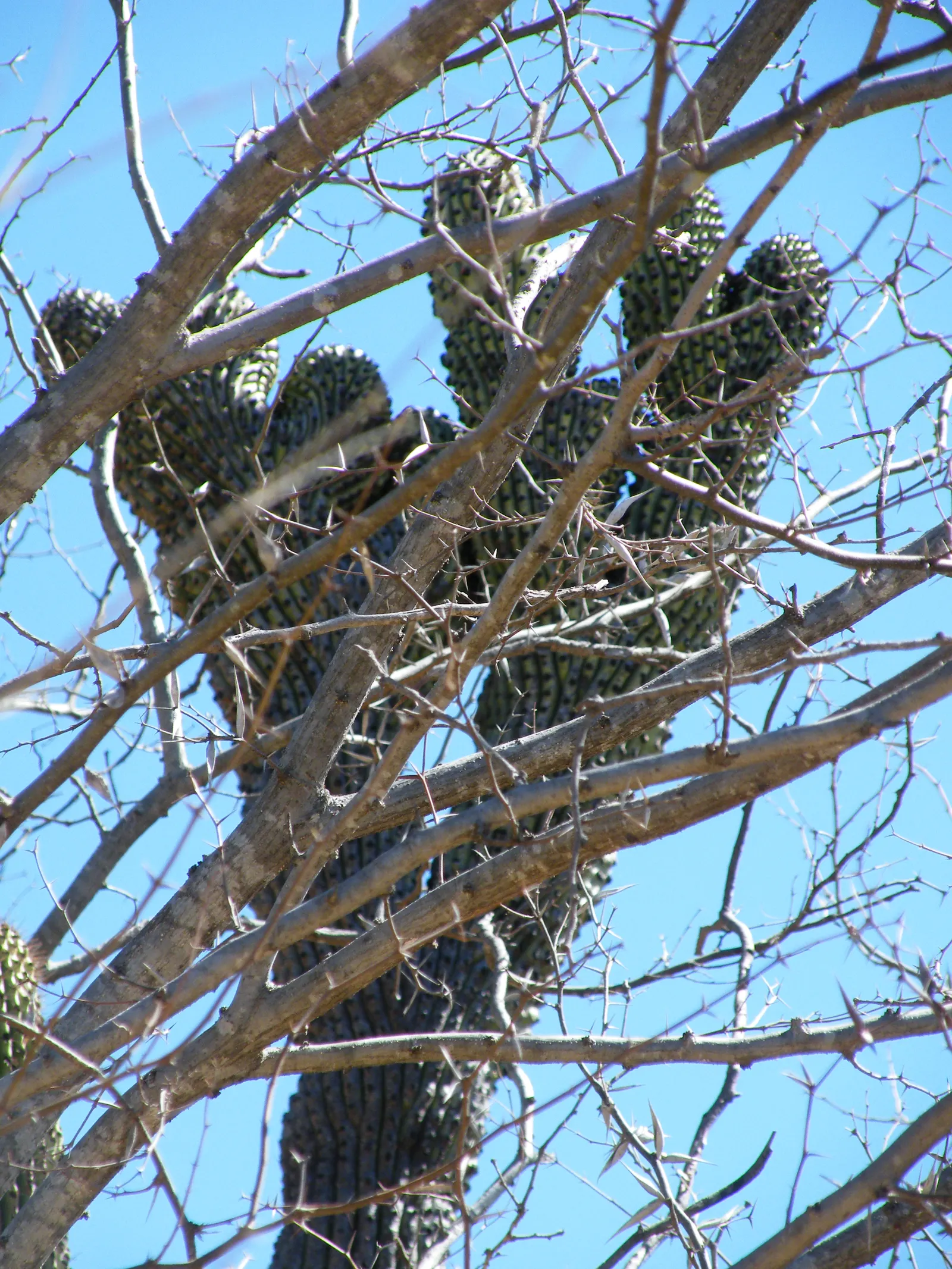 Organ Pipe Cactus (Stenocereus Thurberi) — Plant in well-drained soil, with full sun exposure; each 'pipe' is a columnar stem that can reach magnificent