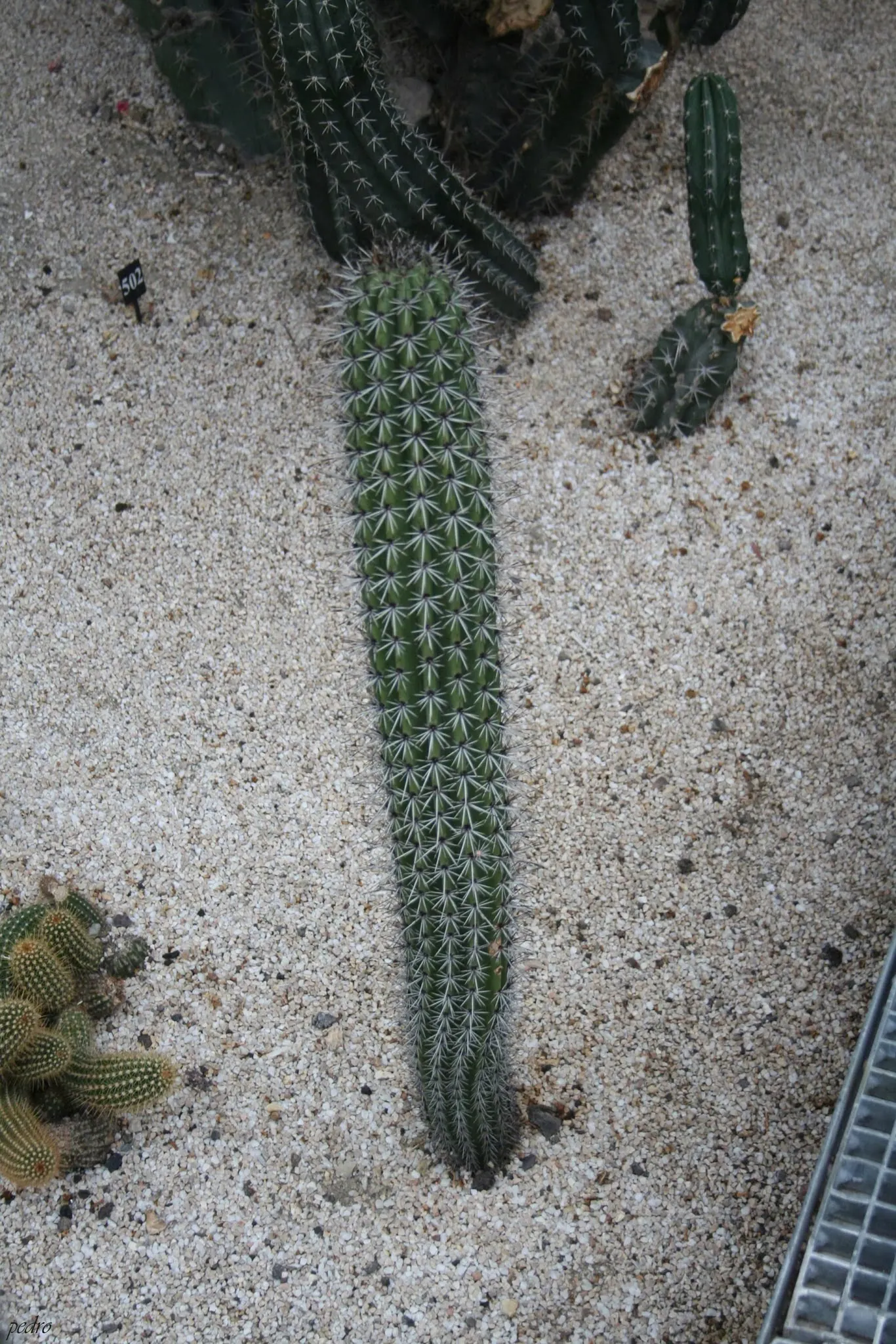 Organ Pipe Cactus (Stenocereus Thurberi) — When incorporating the Organ Pipe Cactus into a garden design, image 50