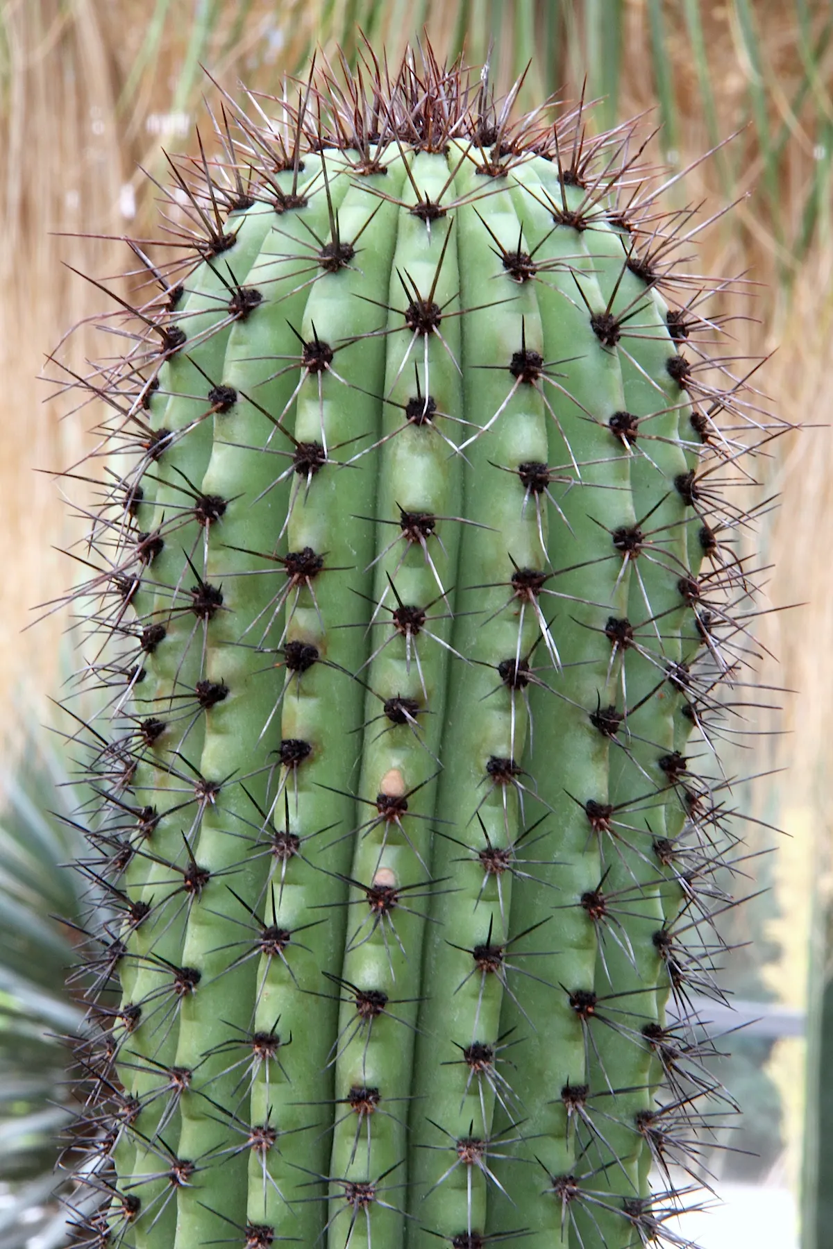 Organ Pipe Cactus (Stenocereus Thurberi) — Hardy to 25&deg;F, it's ideal for xeriscapes, adding vertical drama and nocturnal interest; you can expect a show of