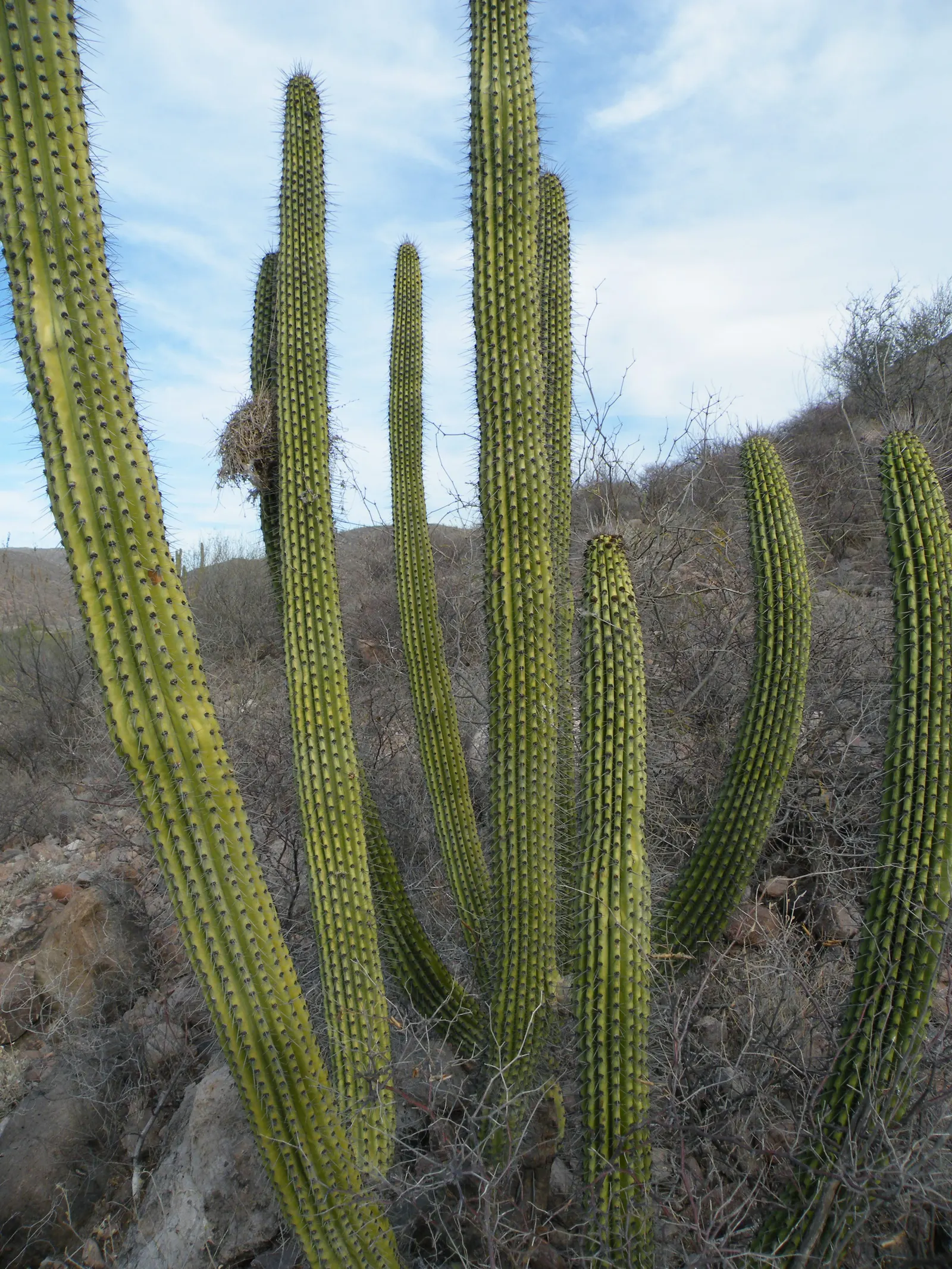 Organ Pipe Cactus (Stenocereus Thurberi) — the Organ Pipe Cactus adds a dramatic vertical element to the landscape, image 41