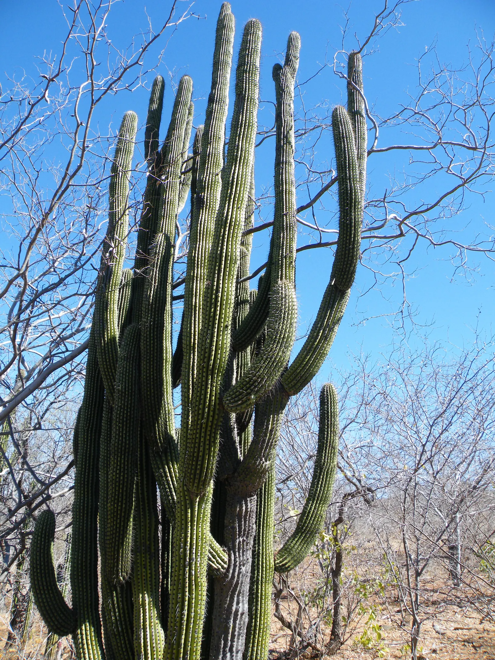 Organ Pipe Cactus (Stenocereus Thurberi) — These nocturnal flowers are followed by edible red fruit; requiring minimal maintenance and thriving in USDA zones