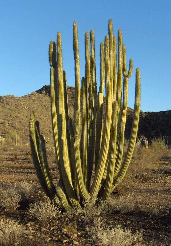 Organ Pipe Cactus (Stenocereus Thurberi) — When incorporating the Organ Pipe Cactus into a garden design