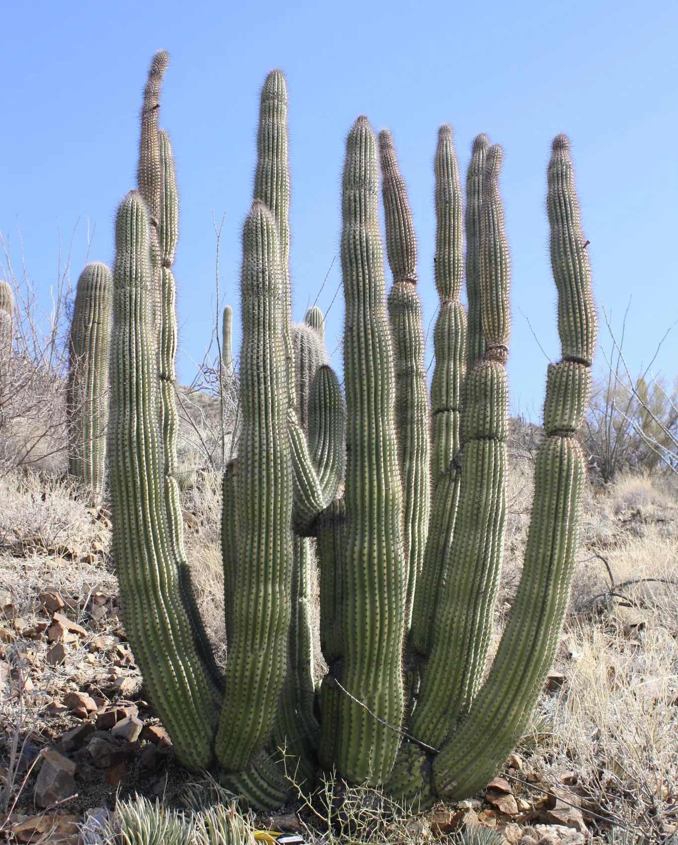 Organ Pipe Cactus (Stenocereus Thurberi) — is a unique and striking specimen native to the Sonoran Desert of Mexico and the United States; with a, image 64