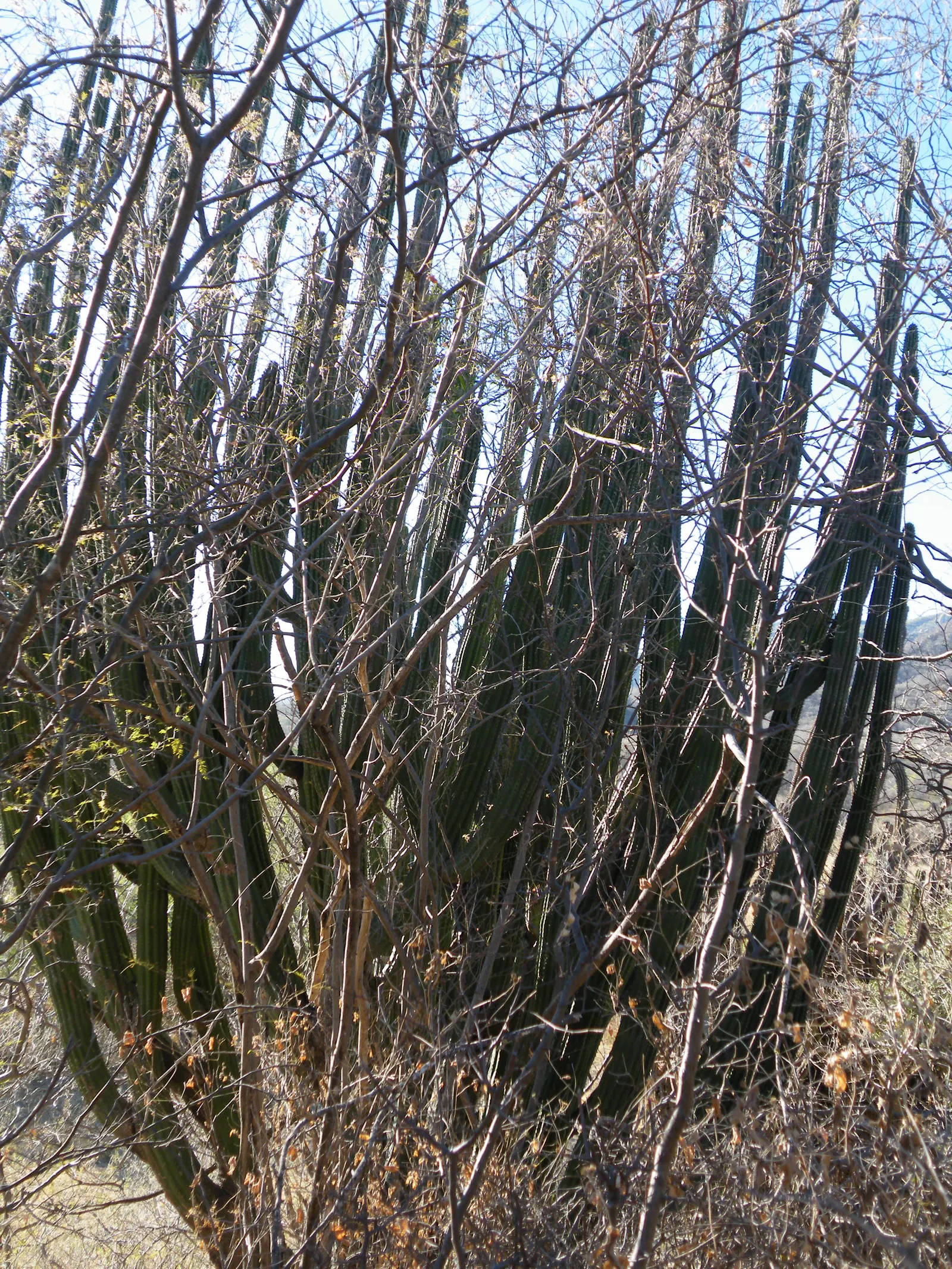 Organ Pipe Cactus (Stenocereus Thurberi) — is a unique and striking specimen native to the Sonoran Desert of Mexico and the United States; with a spread of 10