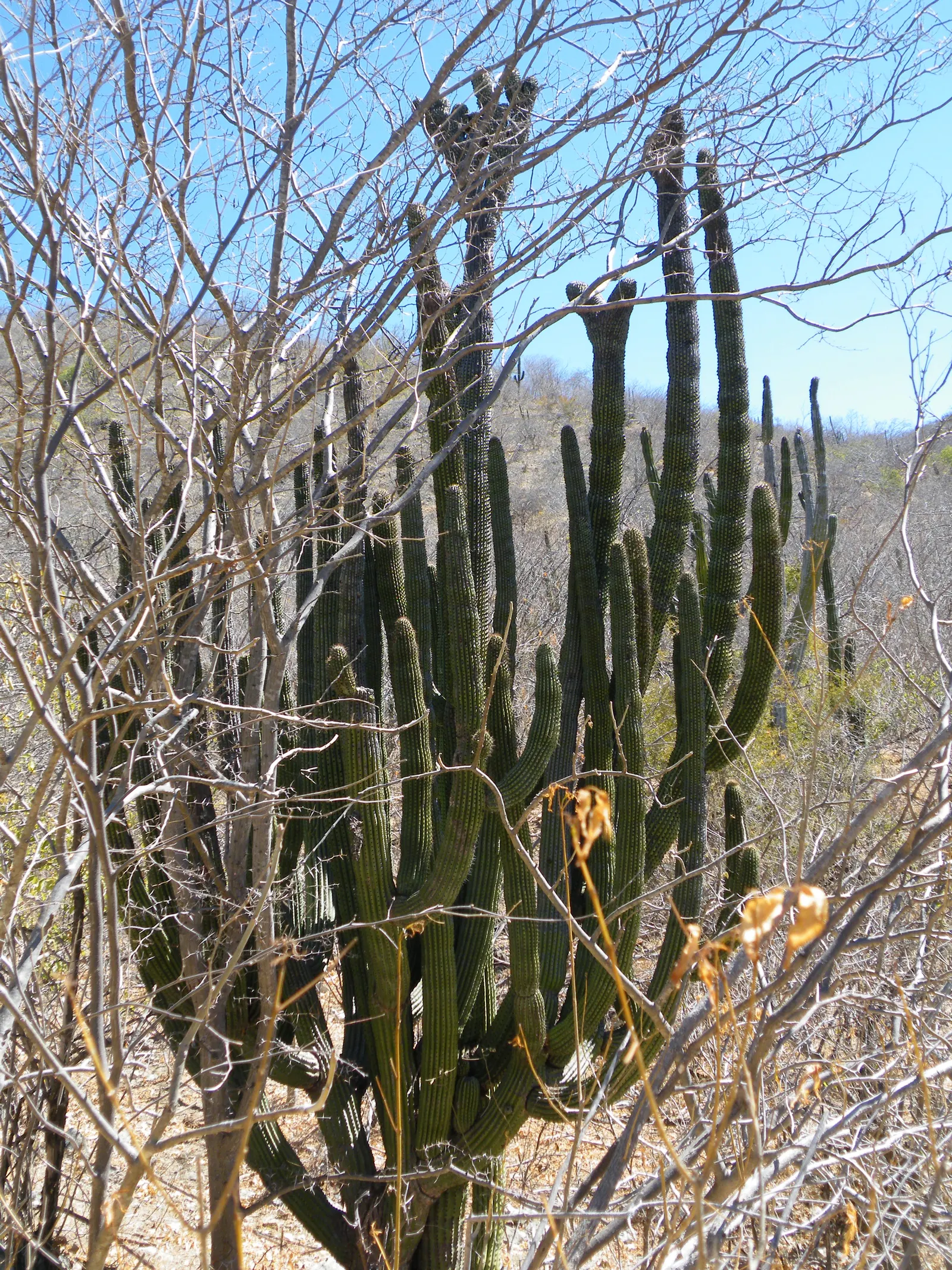 Organ Pipe Cactus (Stenocereus Thurberi) — making it an excellent choice for xeriscaping.<br><br>In late spring to early summer; this cactus is not just