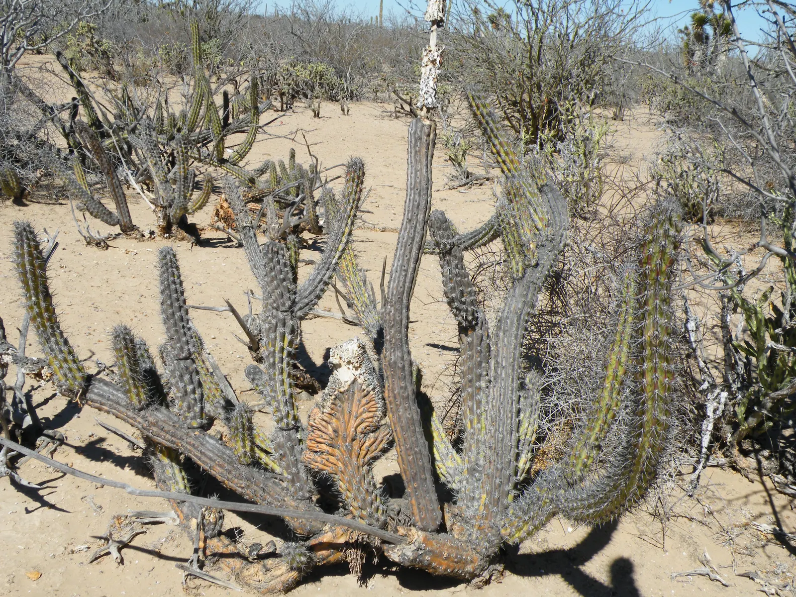 Organ Pipe Cactus (Stenocereus Thurberi) — requiring minimal maintenance and thriving in USDA zones 10 to 11; the Organ Pipe Cactus (Stenocereus thurberi) is a