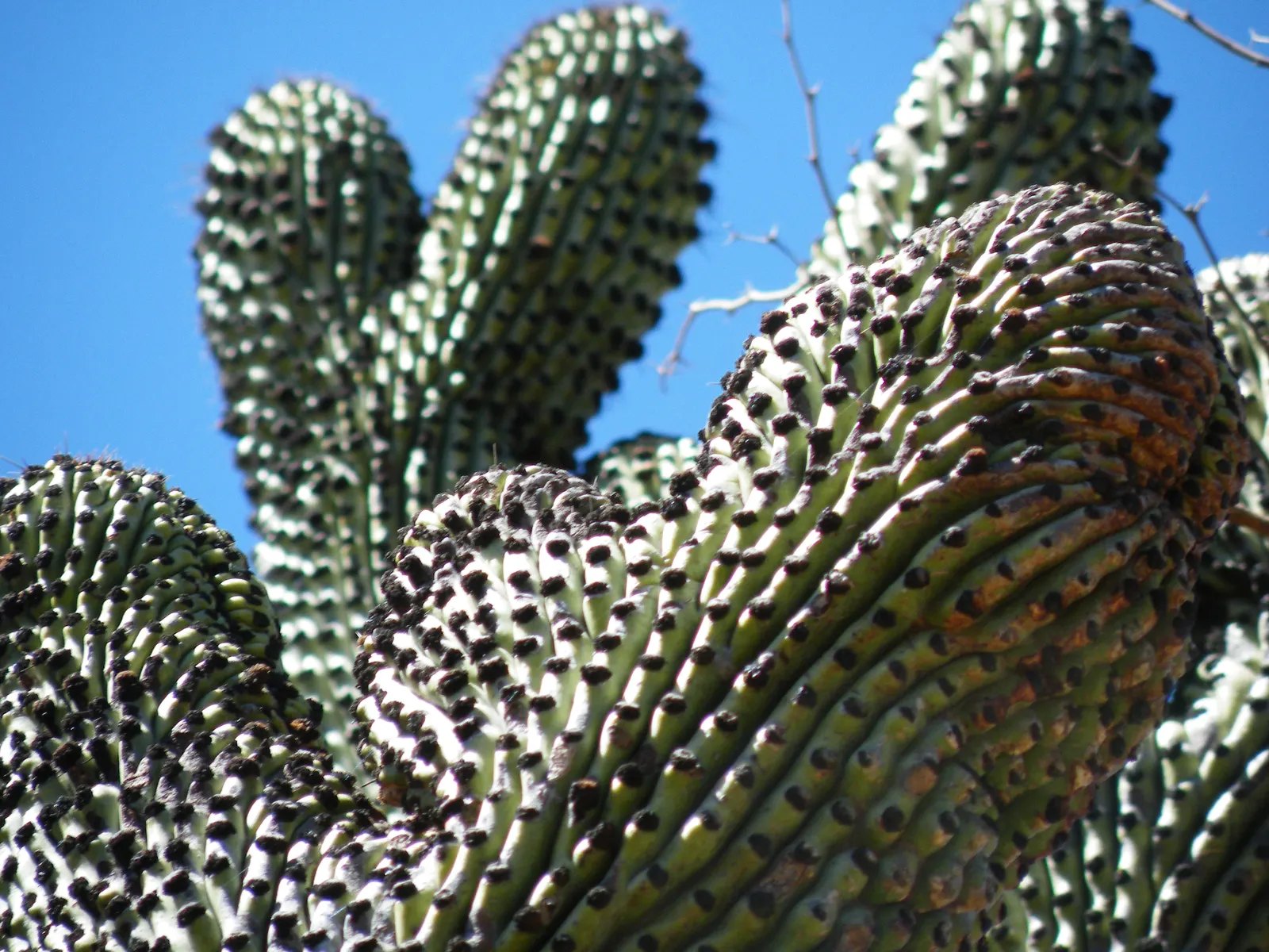 Organ Pipe Cactus (Stenocereus Thurberi) — It is well-suited to arid environments and prefers well-draining soils