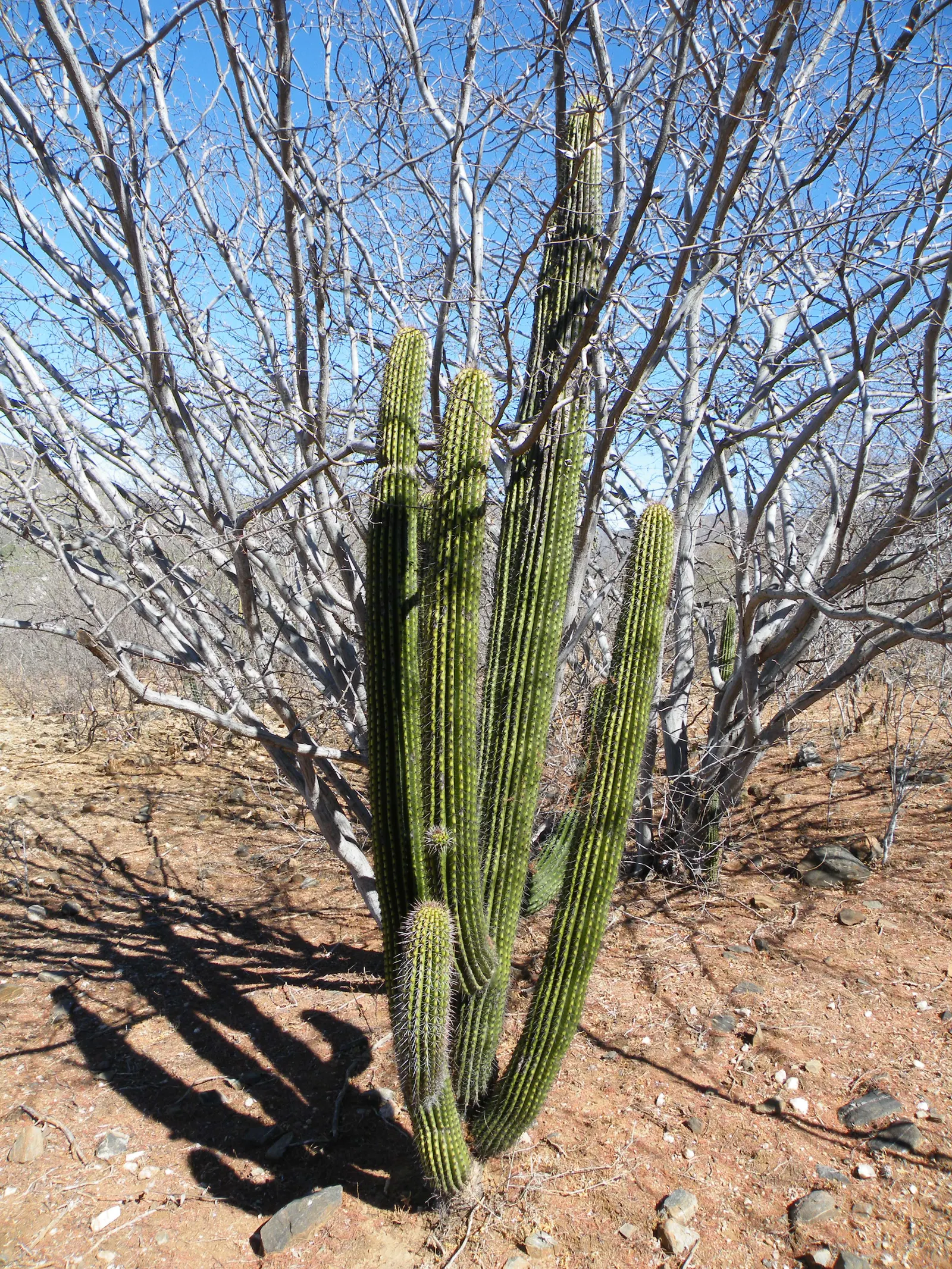 Organ Pipe Cactus (Stenocereus Thurberi) — sports night-blooming white flowers; making it an excellent choice for xeriscaping.<br><br>In late, image 57