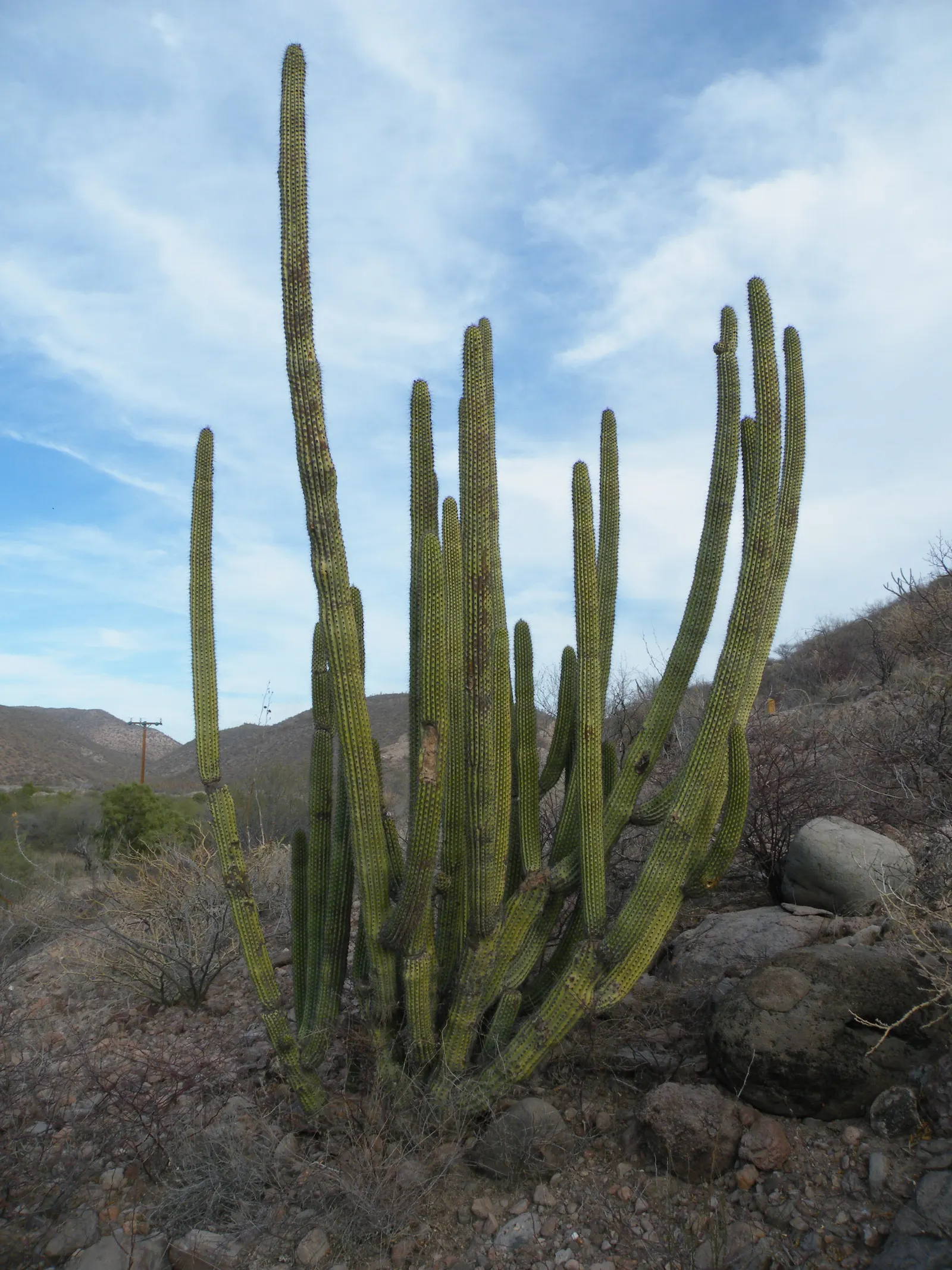 Organ Pipe Cactus (Stenocereus Thurberi) — Minimal watering required once established