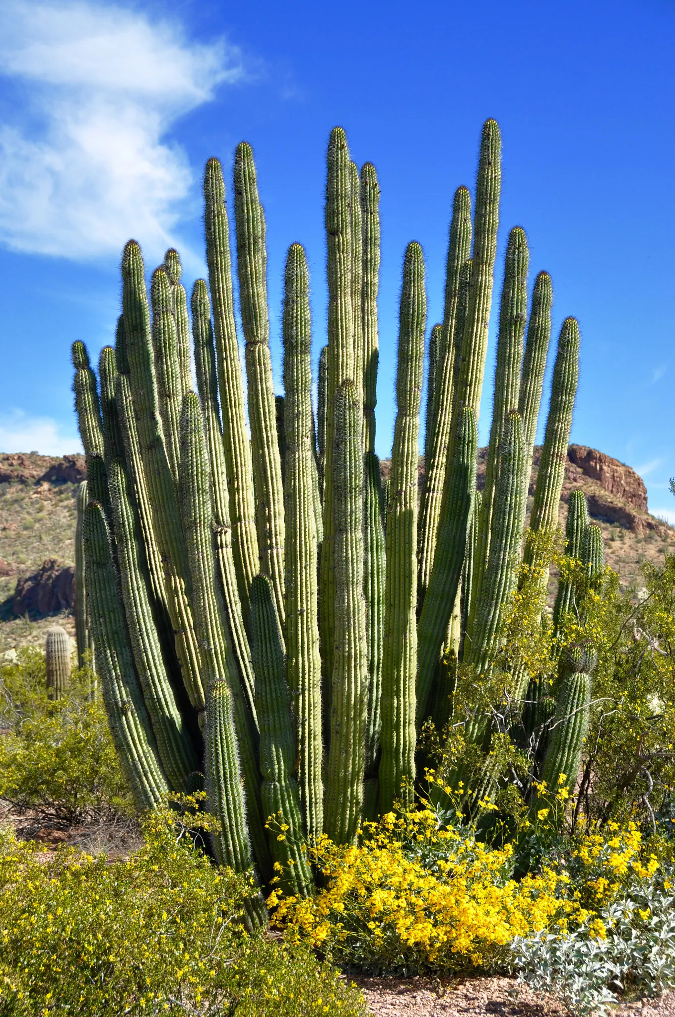 Organ Pipe Cactus (Stenocereus Thurberi) — This multi-stemmed cactus reaches 15-26 feet tall
