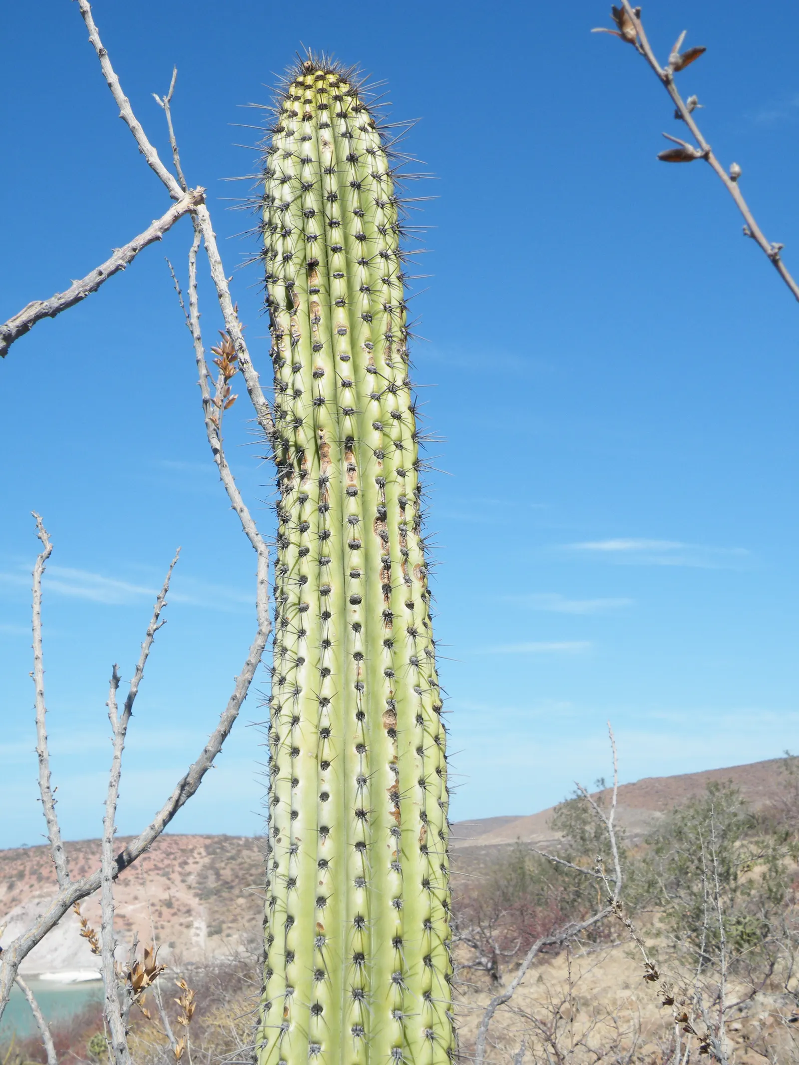 Organ Pipe Cactus (Stenocereus Thurberi) — The Organ Pipe Cactus (Stenocereus thurberi) is a towering desert native