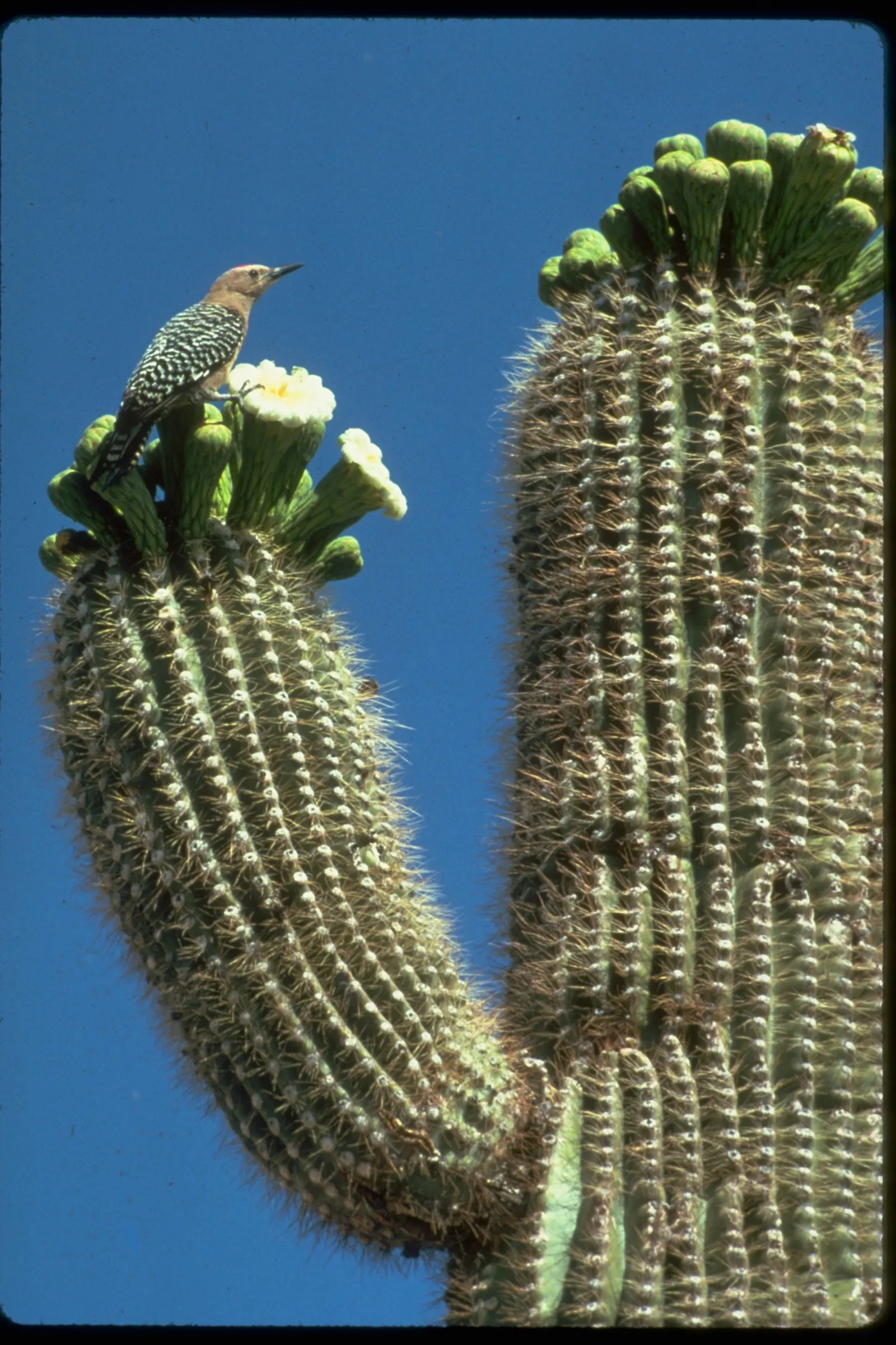 Organ Pipe Cactus (Stenocereus Thurberi) — is a unique and striking specimen native to the Sonoran Desert of Mexico and the United States