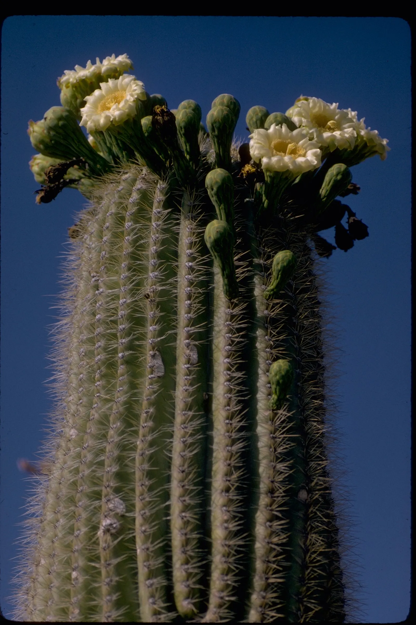 Organ Pipe Cactus (Stenocereus Thurberi) — multi-colored and pink and white flowers in the garden