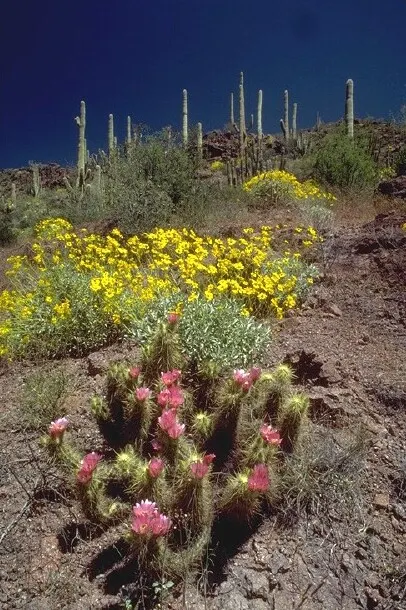 Organ Pipe Cactus (Stenocereus Thurberi) — cactus with multi-colored and pink and white blooms