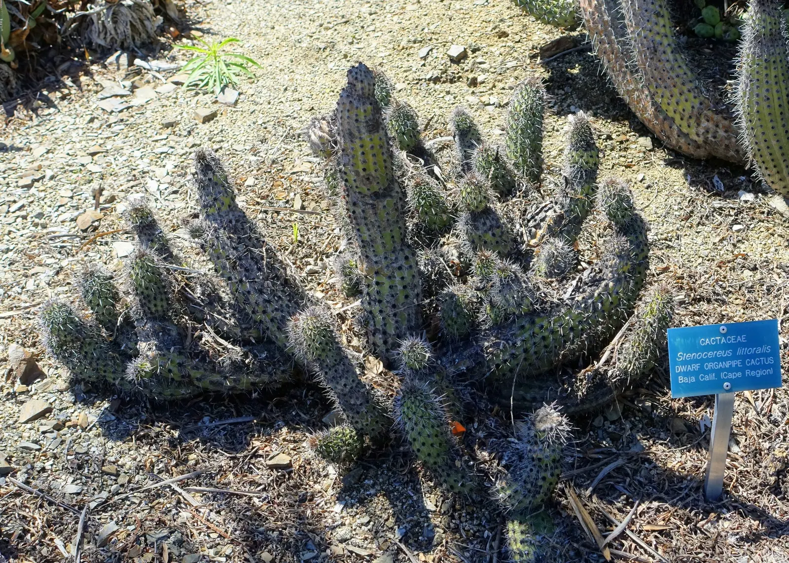 Organ Pipe Cactus (Stenocereus Thurberi) — Properly integrated, it can serve as both a focal point and a conversation starter in your client's garden; sports