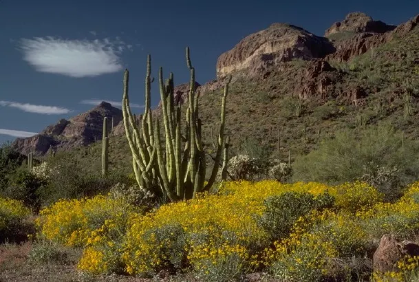 Organ Pipe Cactus (Stenocereus Thurberi) — Its ribbed columns resemble organ pipes, hence the name, image 32