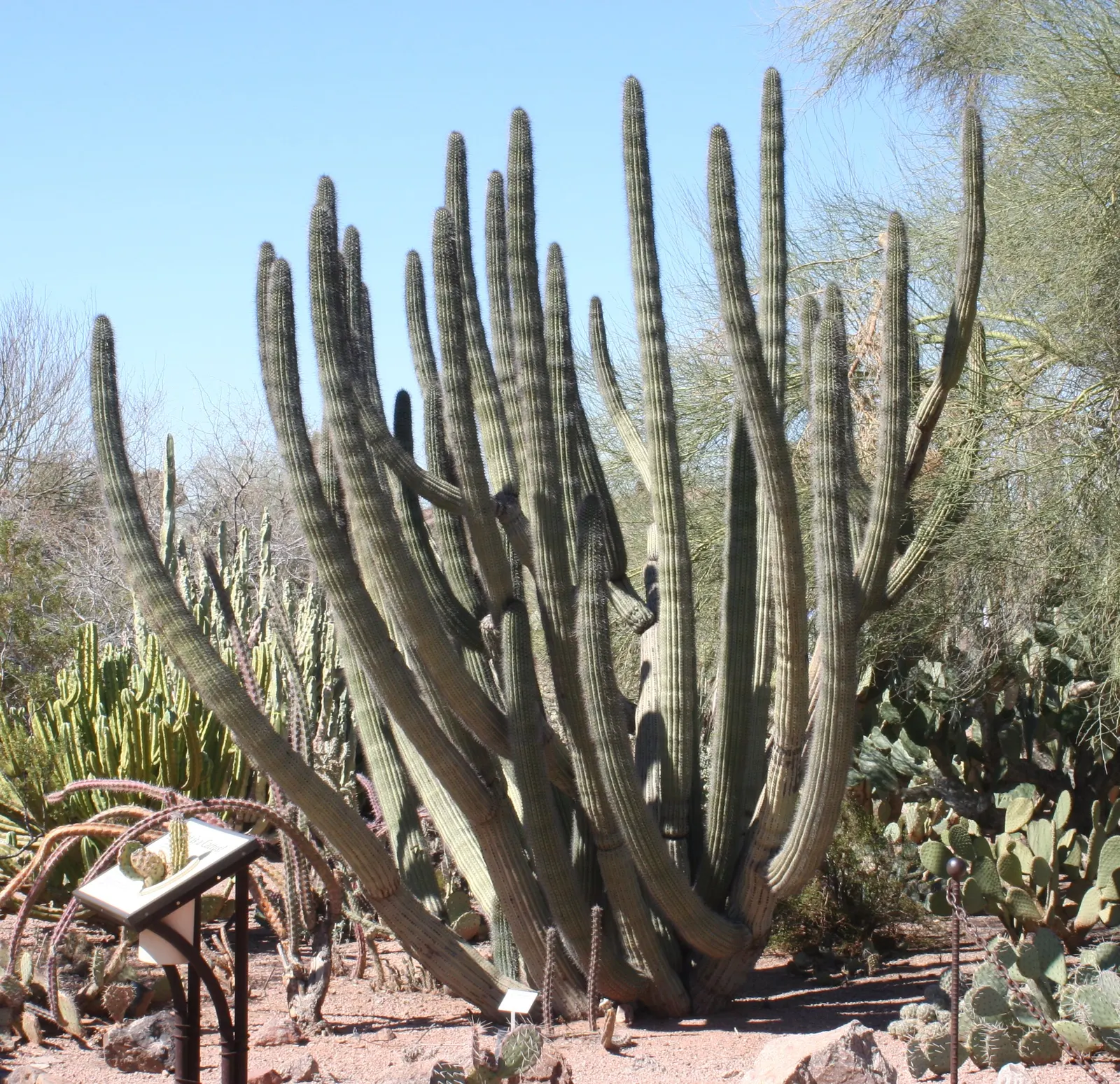 Organ Pipe Cactus (Stenocereus Thurberi) — and yields edible red fruit