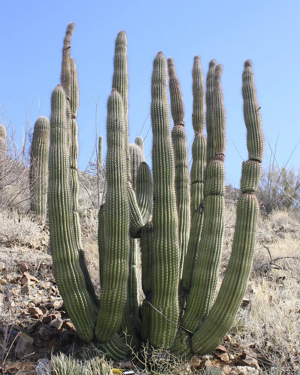 Organ Pipe Cactus (Stenocereus Thurberi) — cactus for full