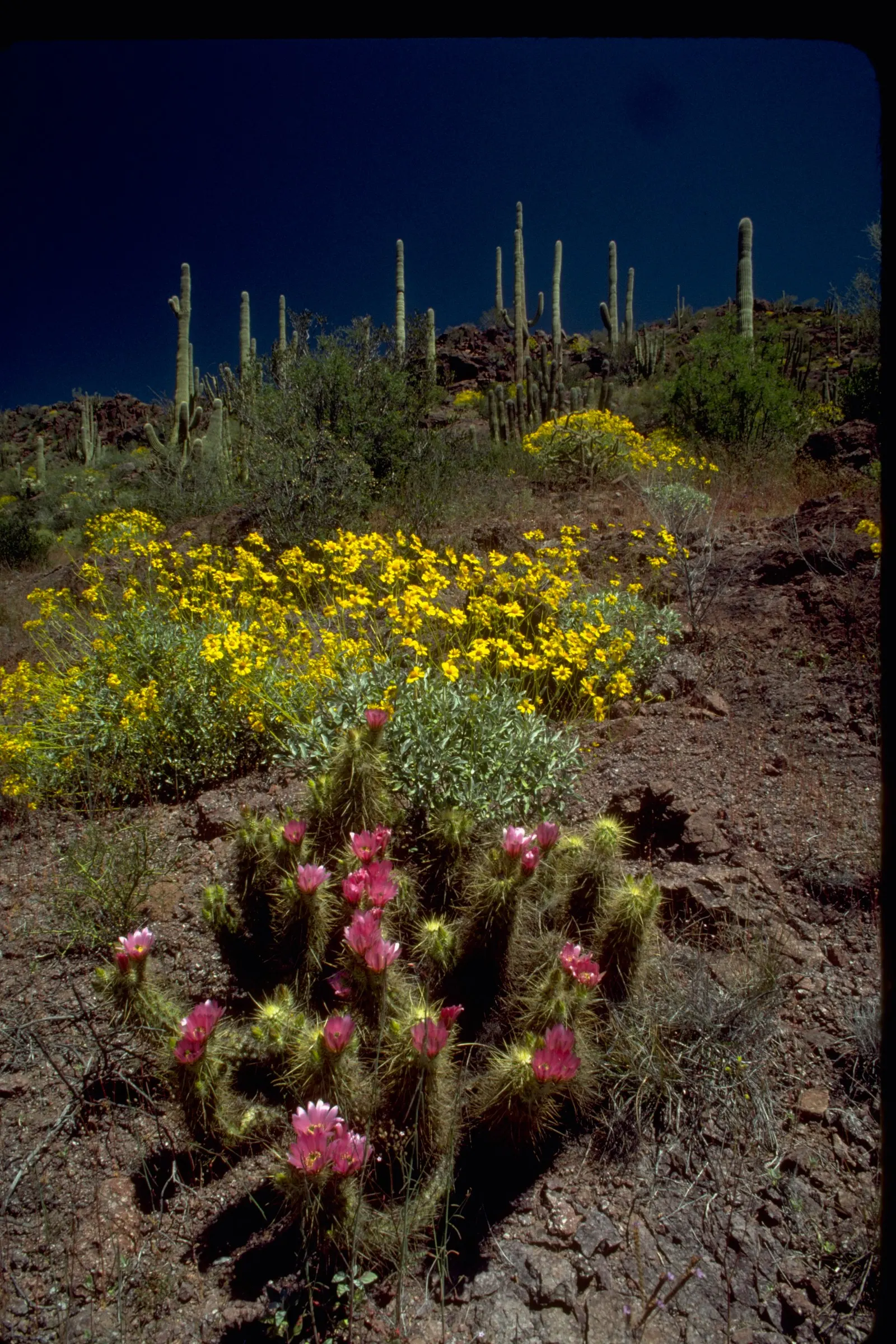 Organ Pipe Cactus (Stenocereus Thurberi) — with a spread of 10 to 12 feet at maturity.<br><br>Favored for its architectural silhouette; hardy to 25&deg;F, it's