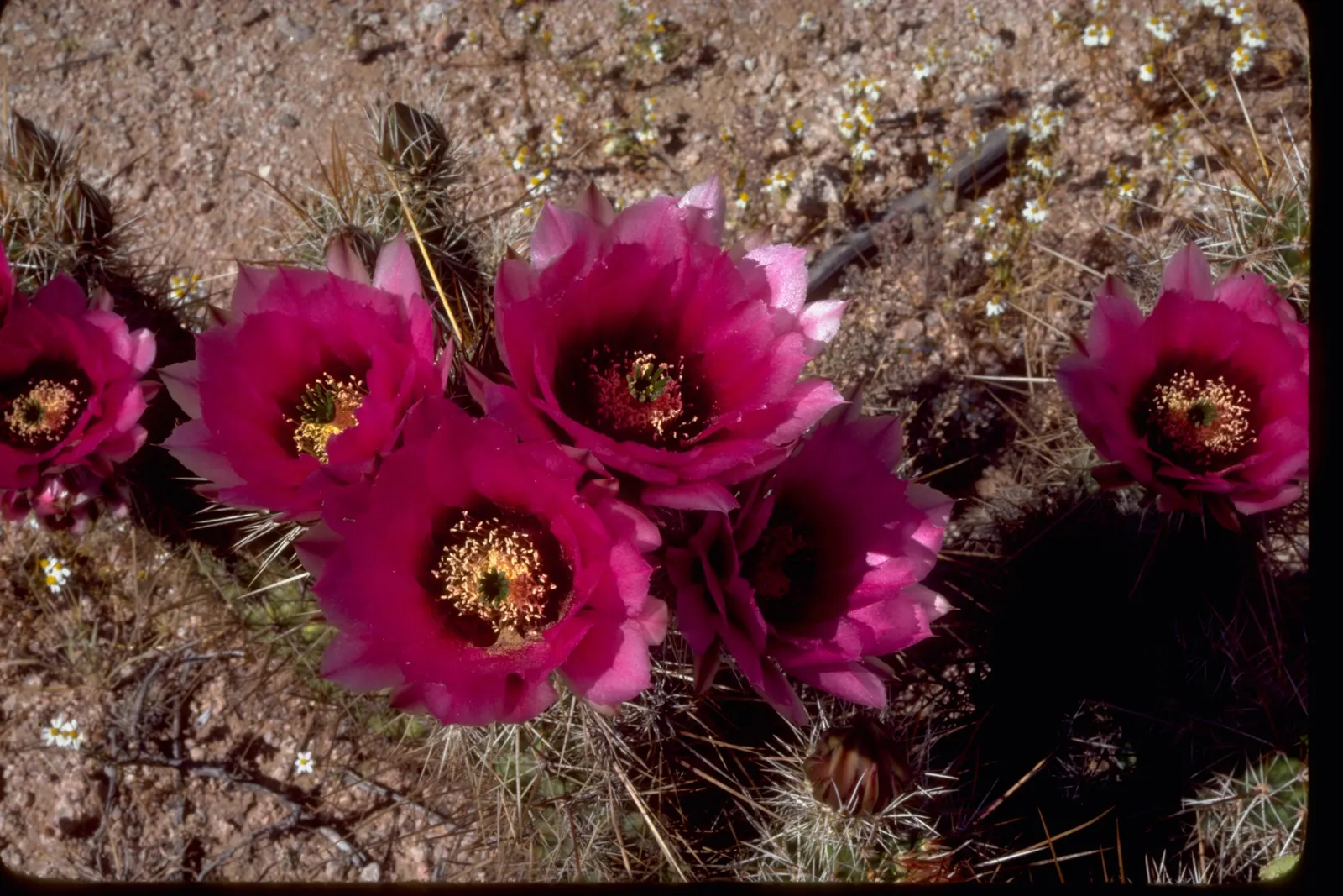 Organ Pipe Cactus (Stenocereus Thurberi) — Minimal watering required once established; cactus with multi-colored and pink and white blooms