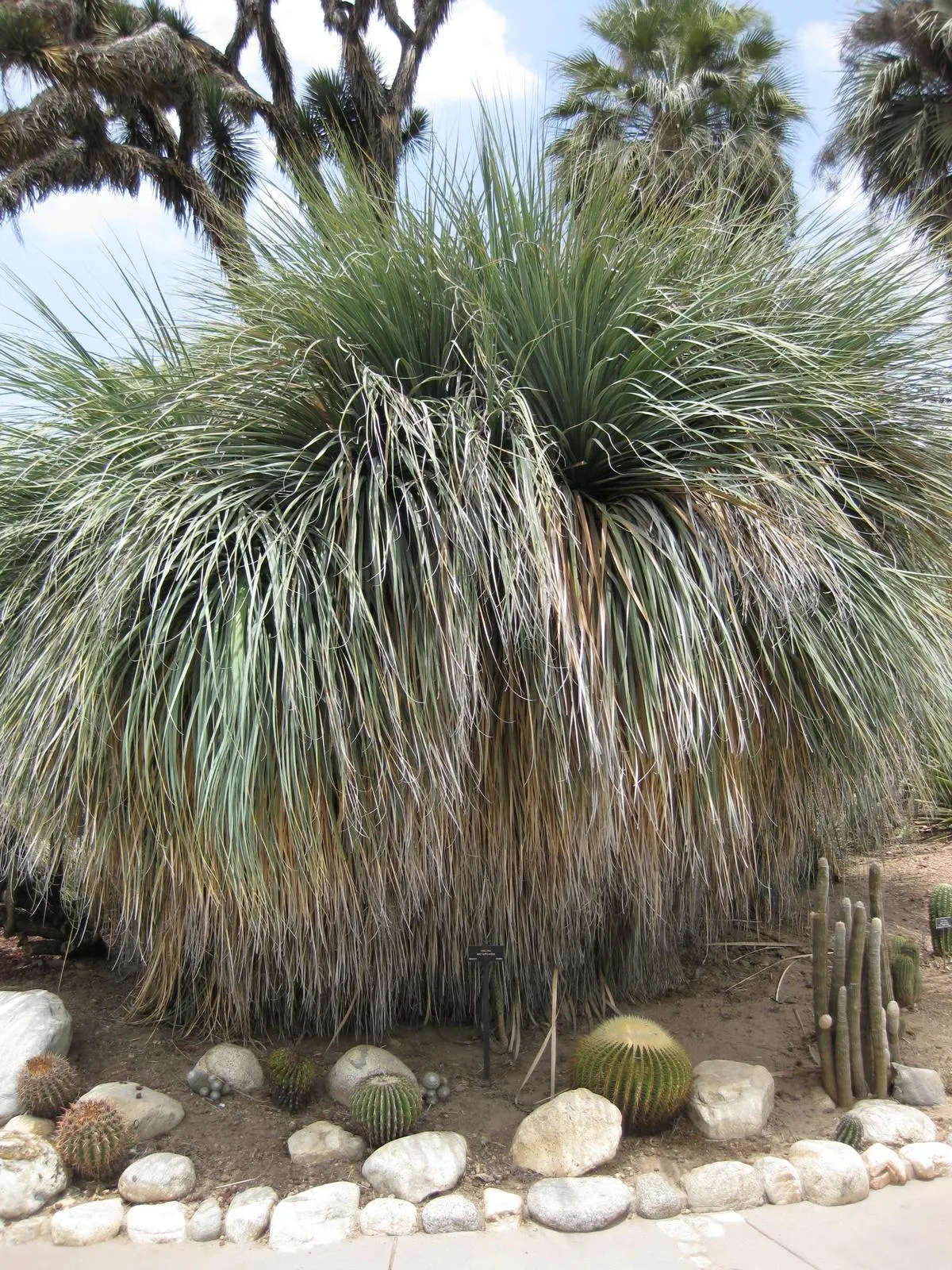 Sonoran Tree Bear Grass, Tuya (Nolina Matapensis) — commonly referred to as Sonoran Tree Bear Grass or Tuya
