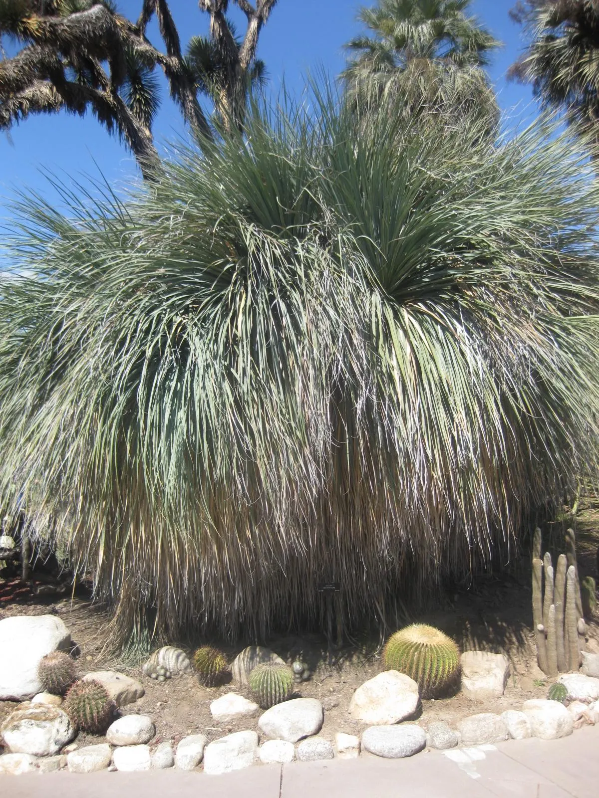 Sonoran Tree Bear Grass, Tuya (Nolina Matapensis) — Hardy and evergreen, this plant offers year-round visual appeal
