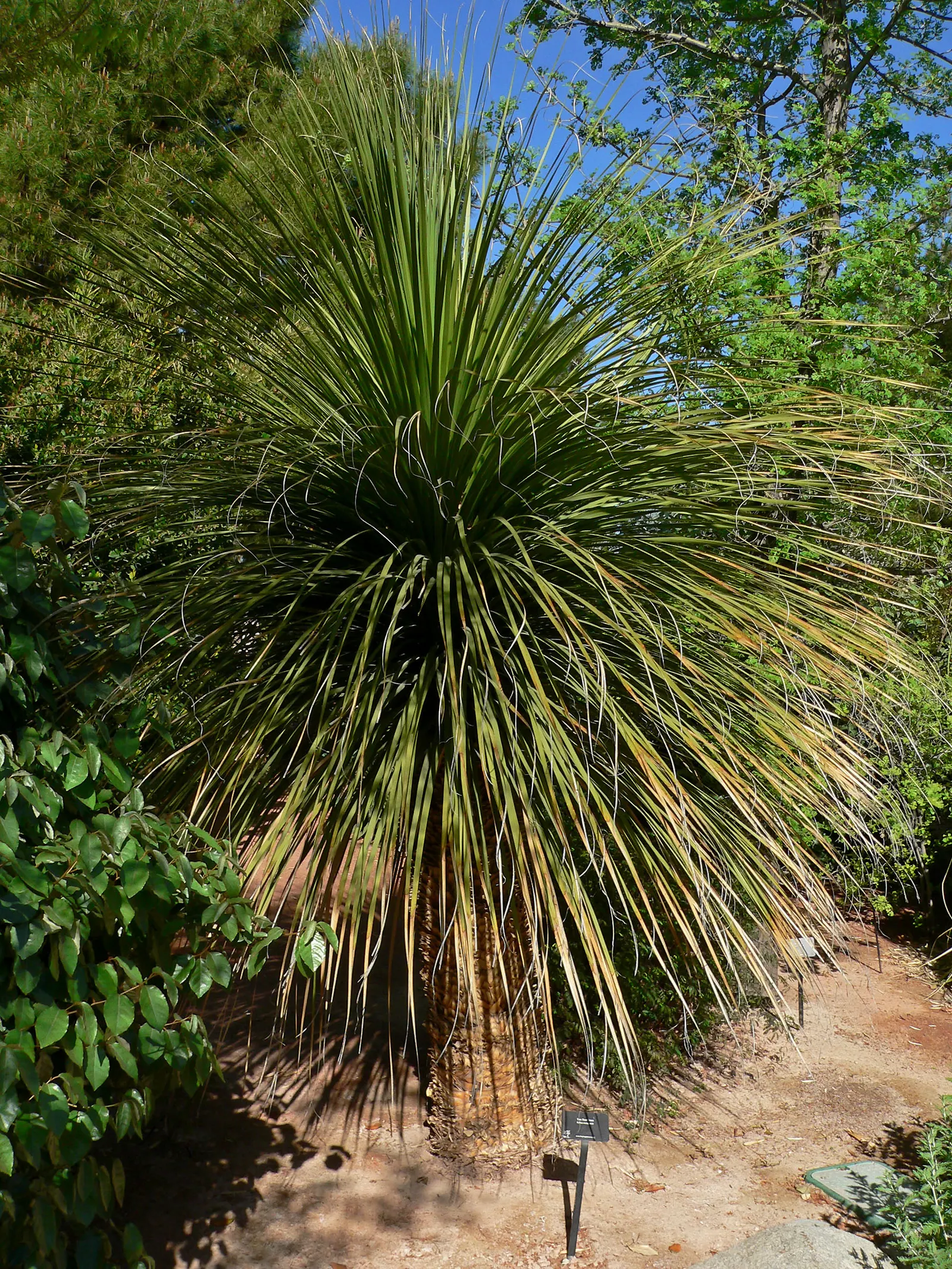 Sonoran Tree Bear Grass, Tuya (Nolina Matapensis) — A distinctive selection, it grows to approximately 4-6 feet tall with a 3-5 foot spread